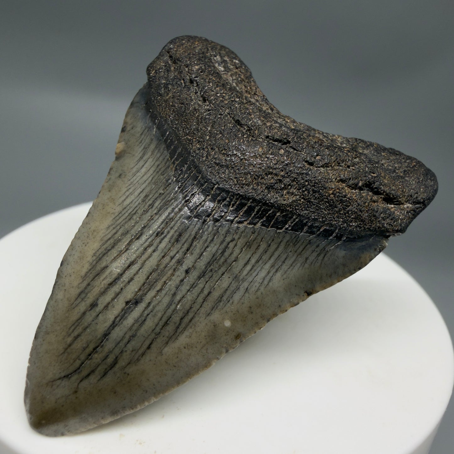 Front Right View Baby 1.95" Colorful Fossil Megalodon Tooth – South Carolina River Find | Authentic Megalodon Tooth CM6343
