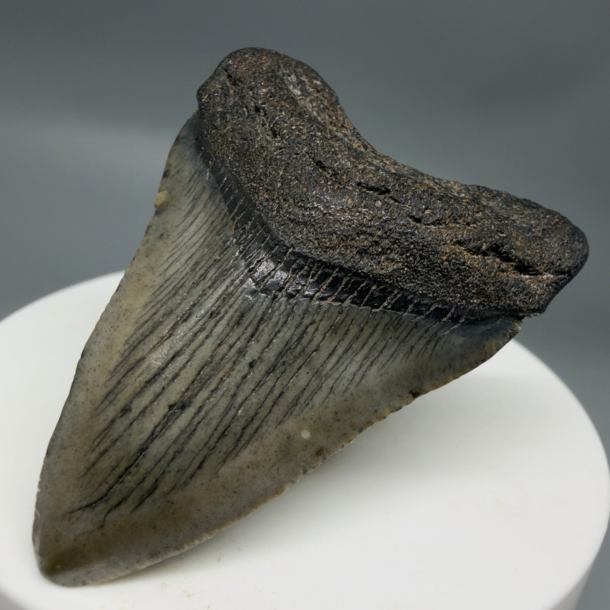Front Right View Baby 1.95" Colorful Fossil Megalodon Tooth – South Carolina River Find | Authentic Megalodon Tooth CM6343