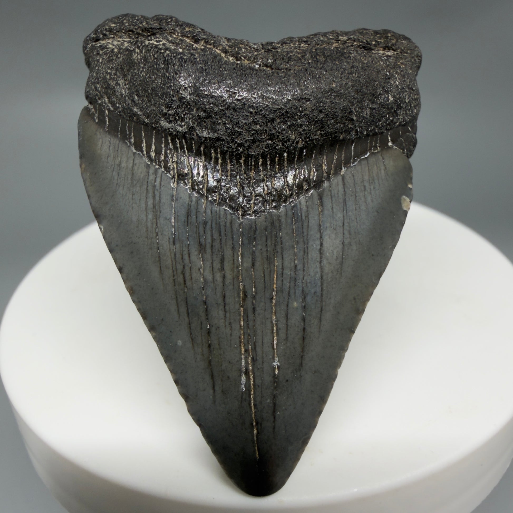 Front View Baby anterior 1.97" Fossil Juvenile Megalodon Tooth from South Carolina CM6342 - 1