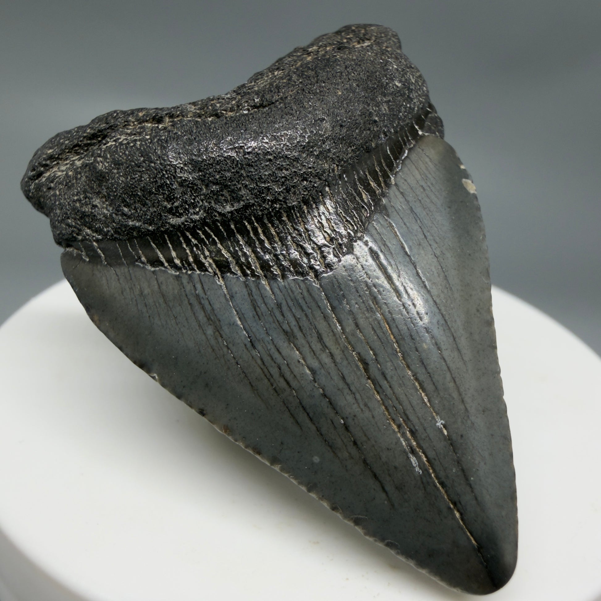 Front Left View Baby anterior 1.97" Fossil Juvenile Megalodon Tooth from South Carolina CM6342