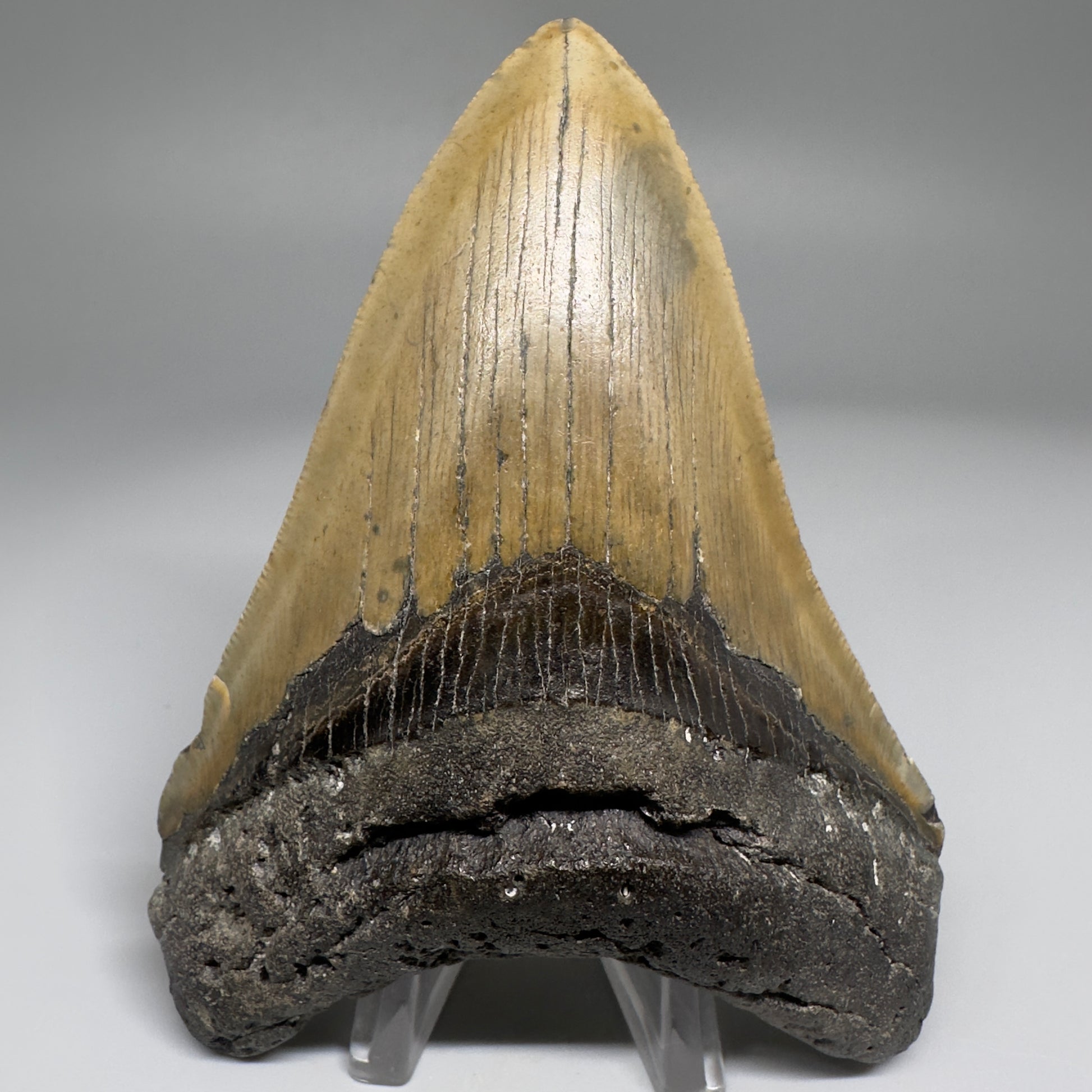 Colorful, complete 4.16" Fossil Megalodon Tooth from North Carolina CM5177 - Front
