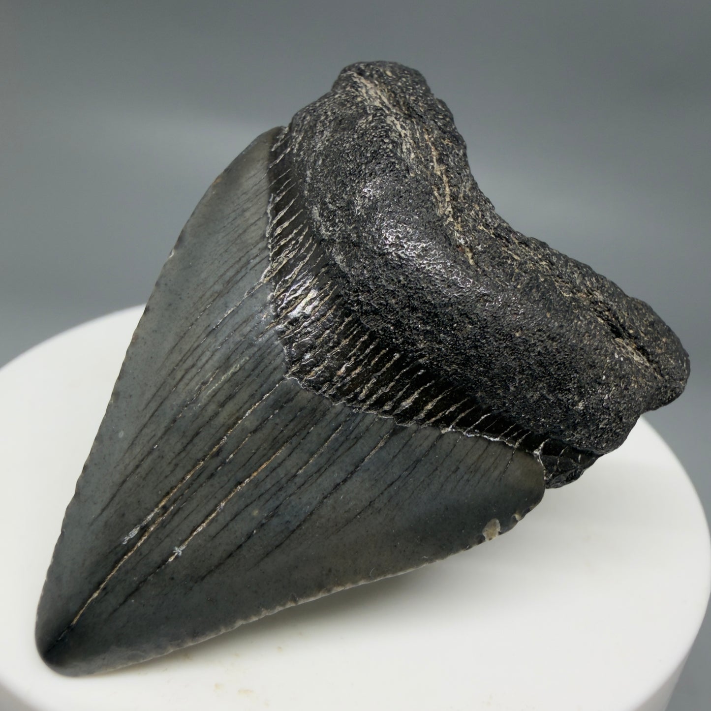 Front Right View Baby anterior 1.97" Fossil Juvenile Megalodon Tooth from South Carolina CM6342