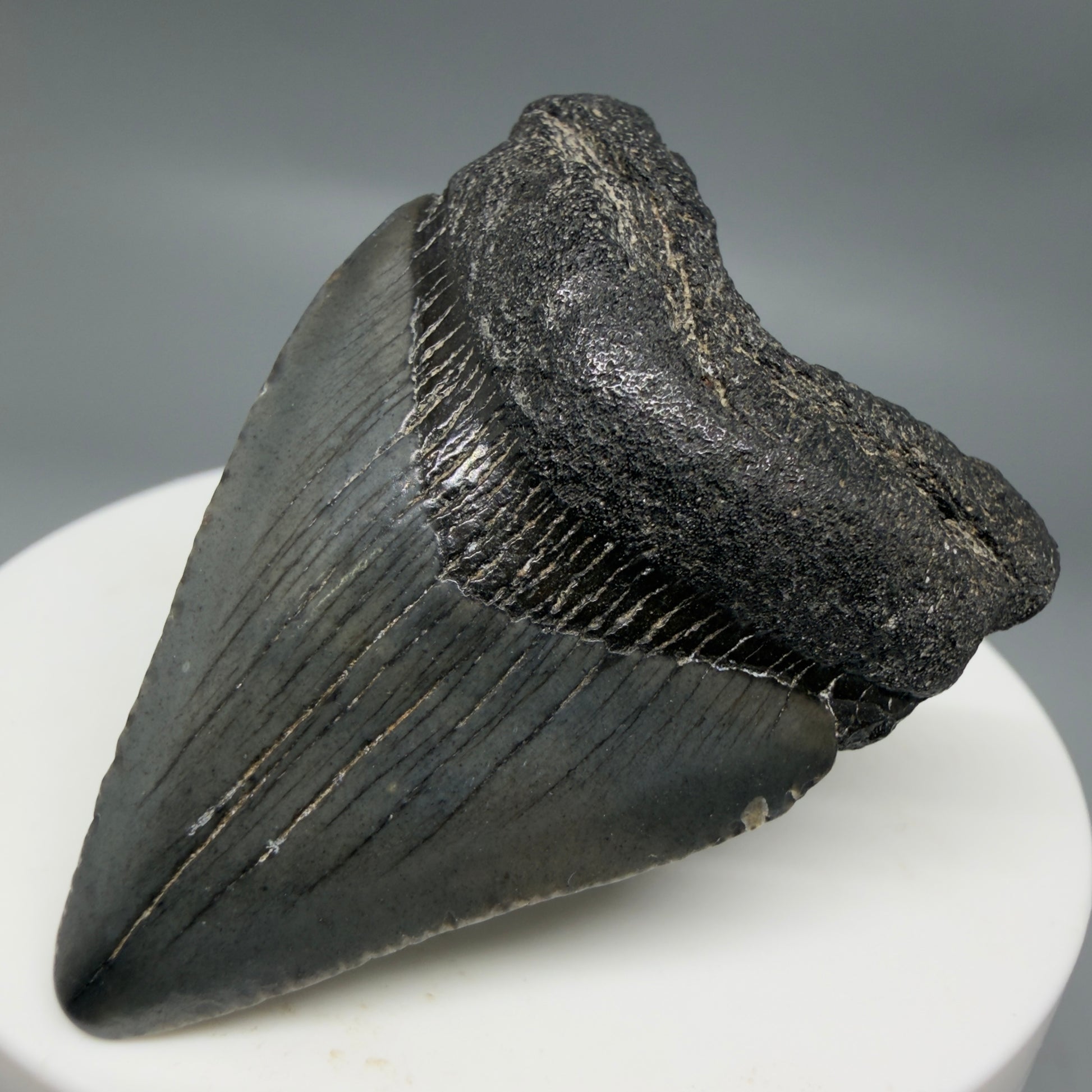 Front Right View Baby anterior 1.97" Fossil Juvenile Megalodon Tooth from South Carolina CM6342