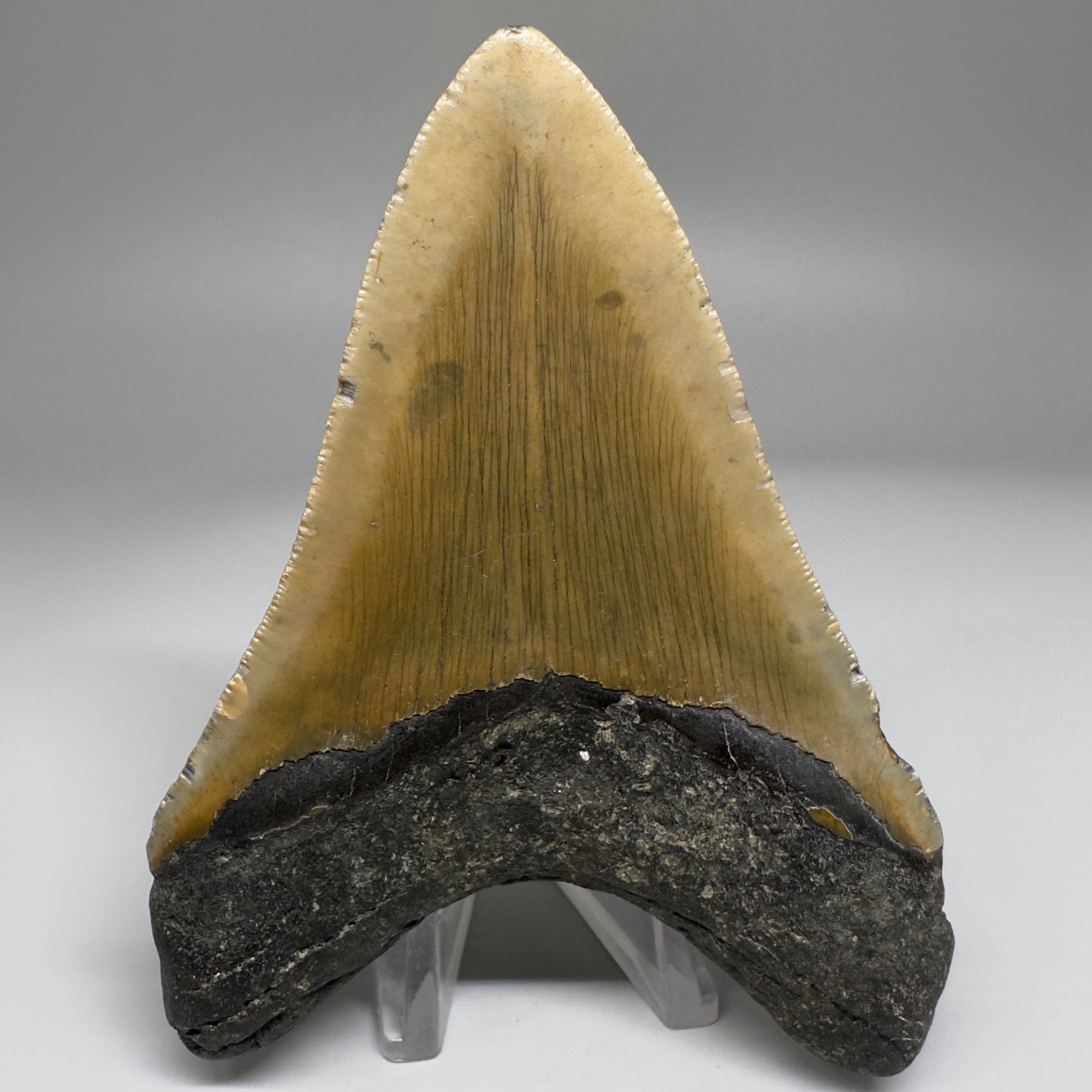 Colorful, complete 4.16" Fossil Megalodon Tooth from North Carolina CM5177 - Back