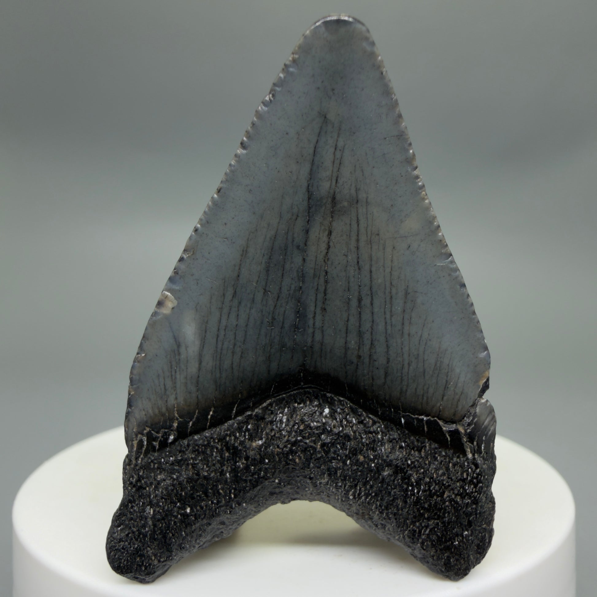 Back View Baby anterior 1.97" Fossil Juvenile Megalodon Tooth from South Carolina CM6342