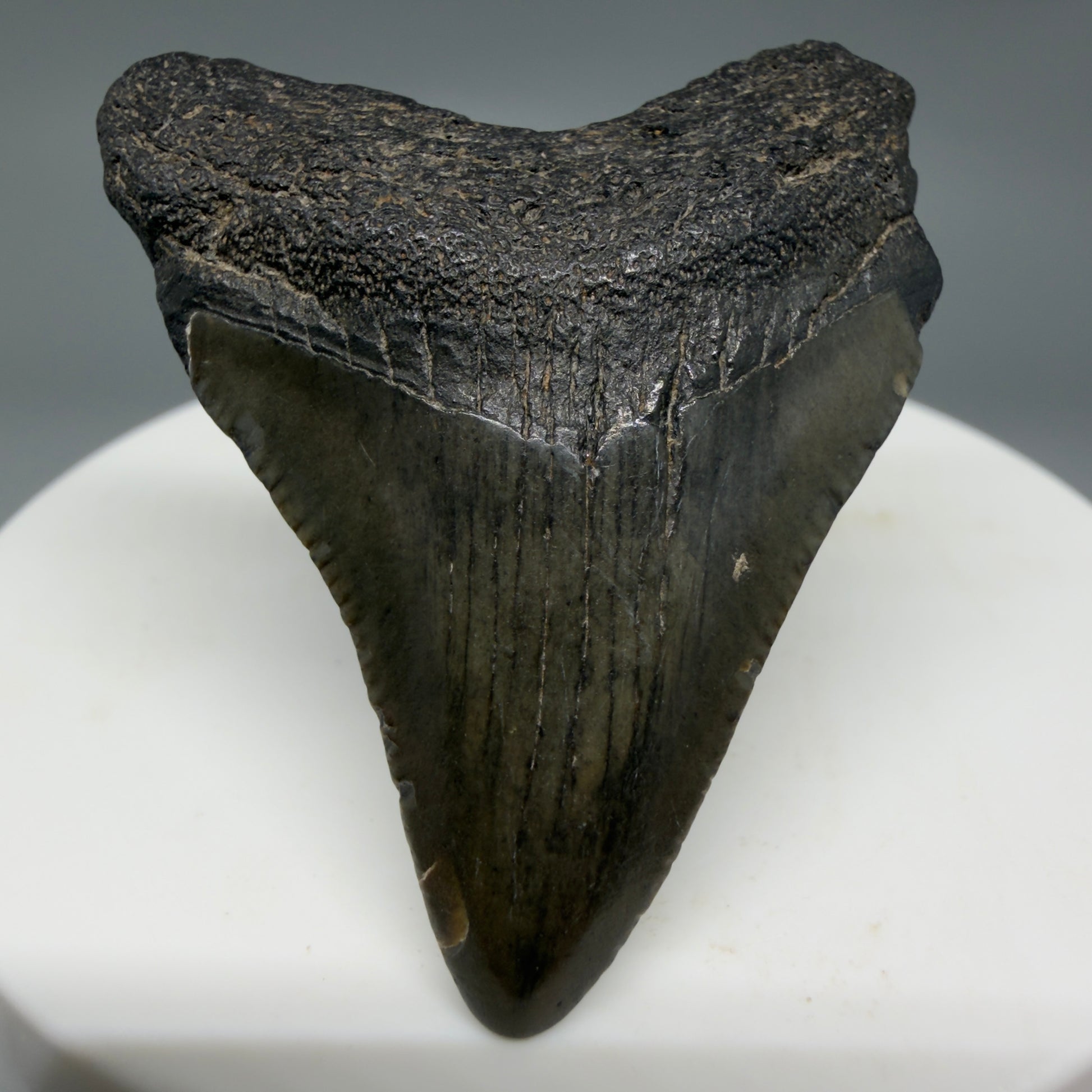 Front View 1.78" Colorful Fossil Megalodon Tooth – South Carolina River Find | Authentic CM6340 - 1