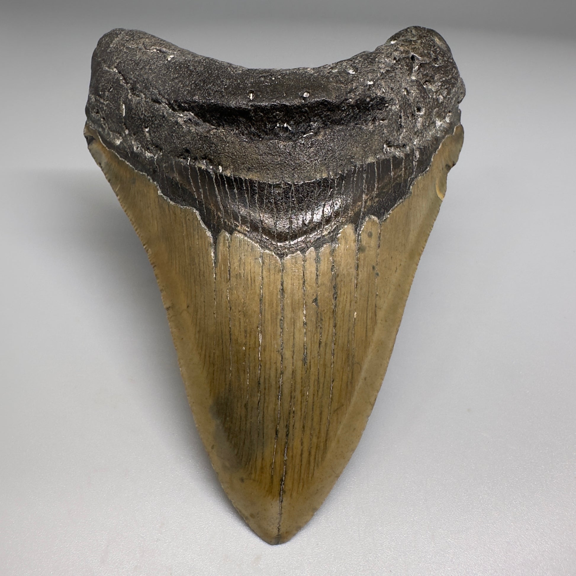 Colorful, complete 4.16" Fossil Megalodon Tooth from North Carolina CM5177 - Front1