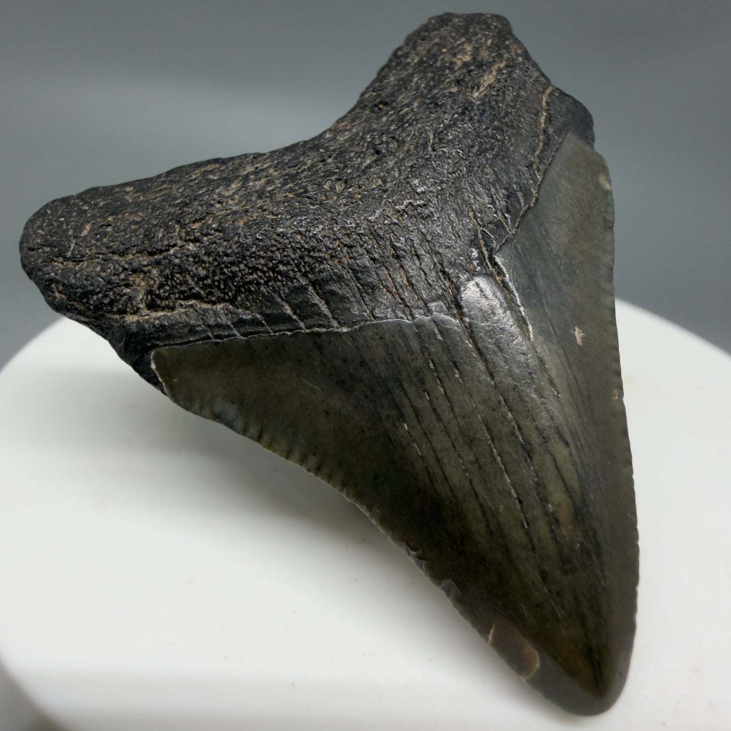 Front Left View 1.78" Colorful Fossil Megalodon Tooth – South Carolina River Find | Authentic CM6340
