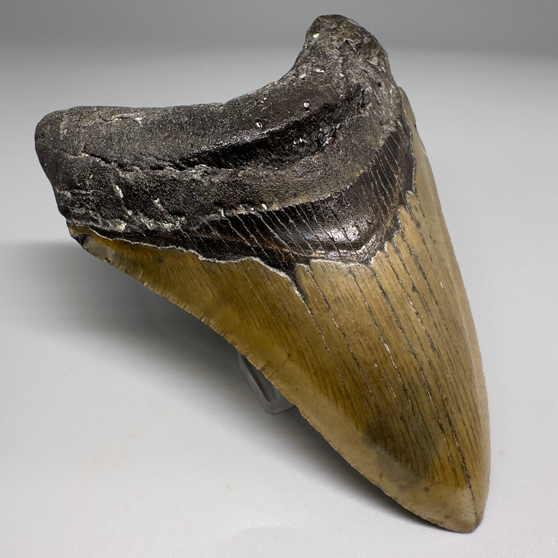Colorful, complete 4.16" Fossil Megalodon Tooth from North Carolina CM5177 - Front Left