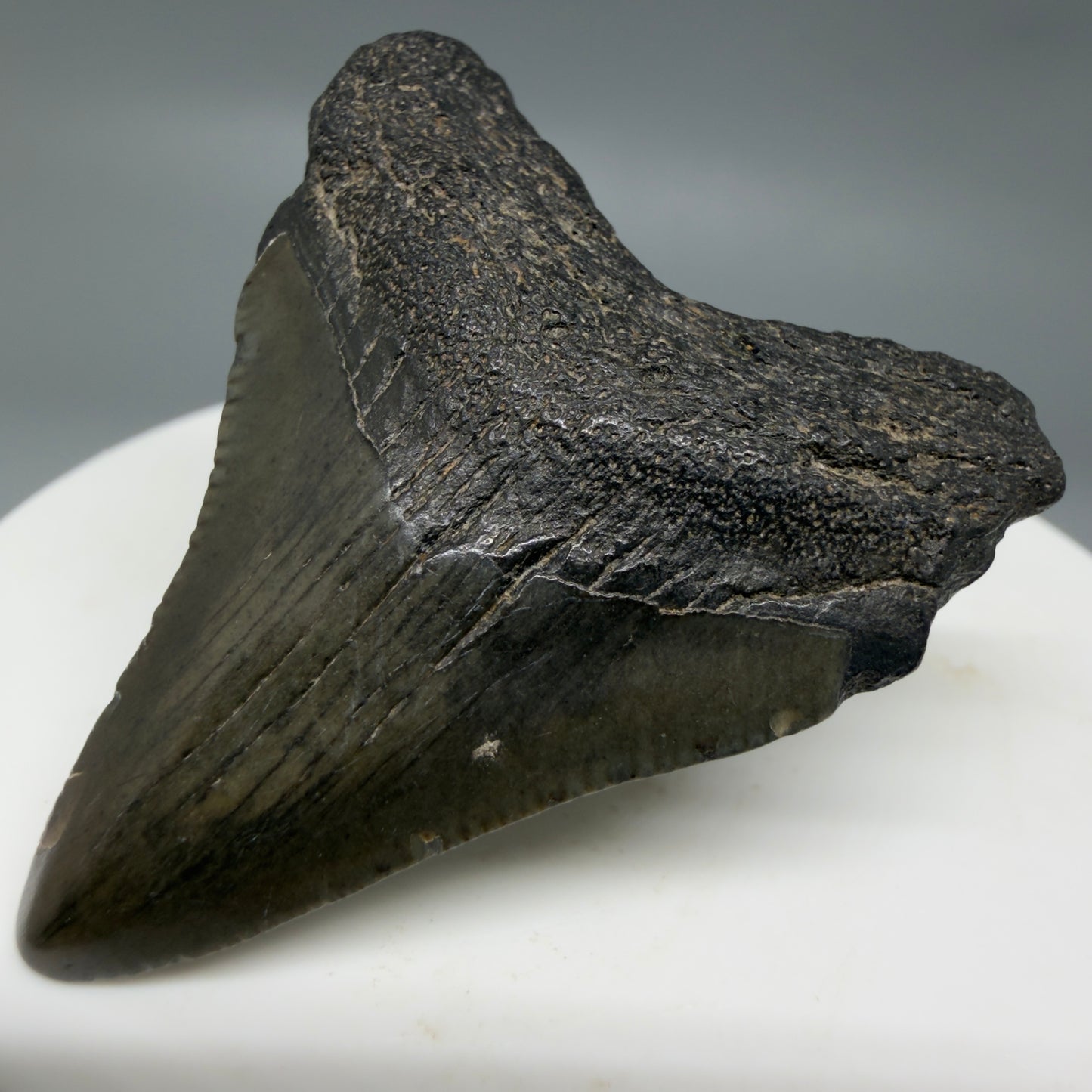Front Right View 1.78" Colorful Fossil Megalodon Tooth – South Carolina River Find | Authentic CM6340