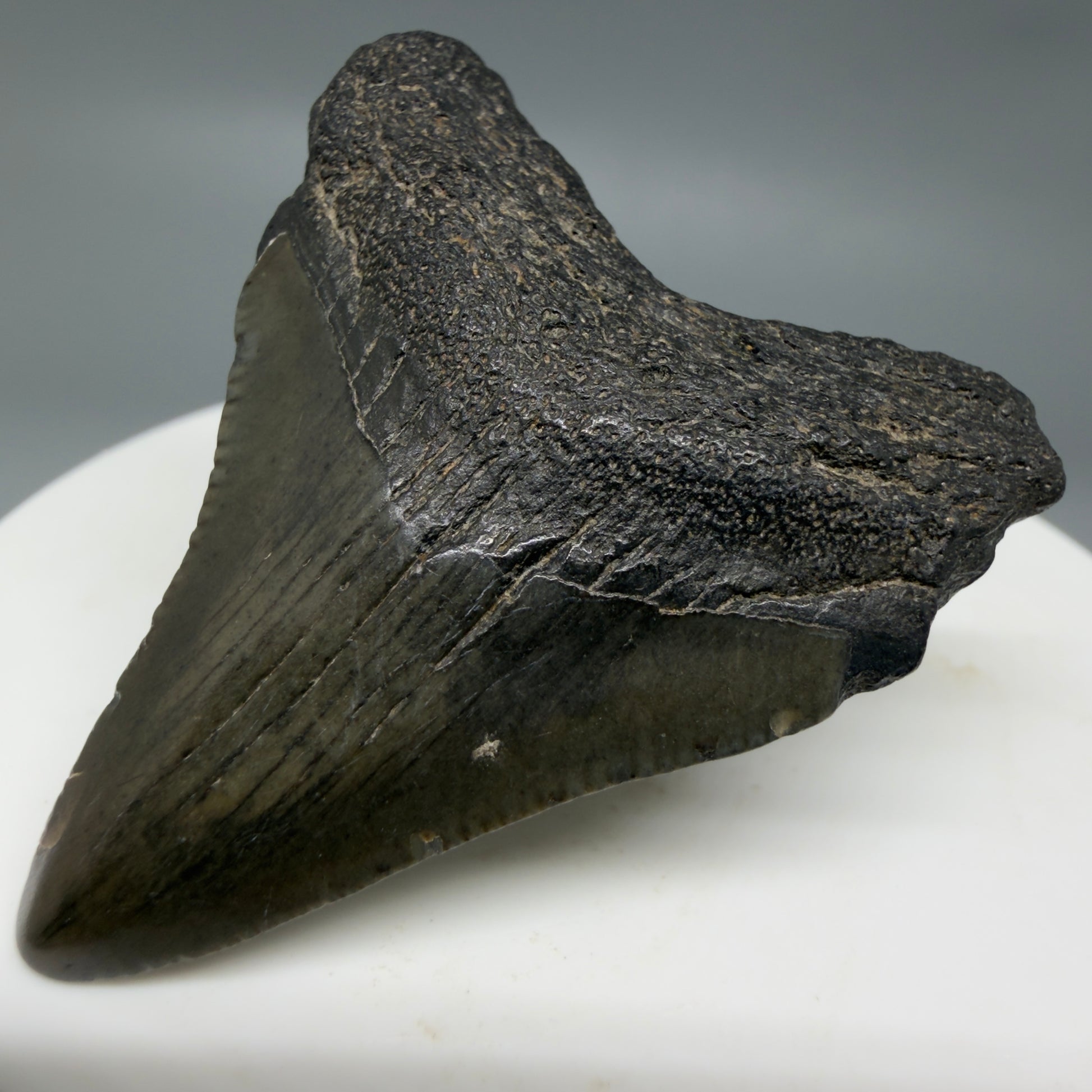 Front Right View 1.78" Colorful Fossil Megalodon Tooth – South Carolina River Find | Authentic CM6340