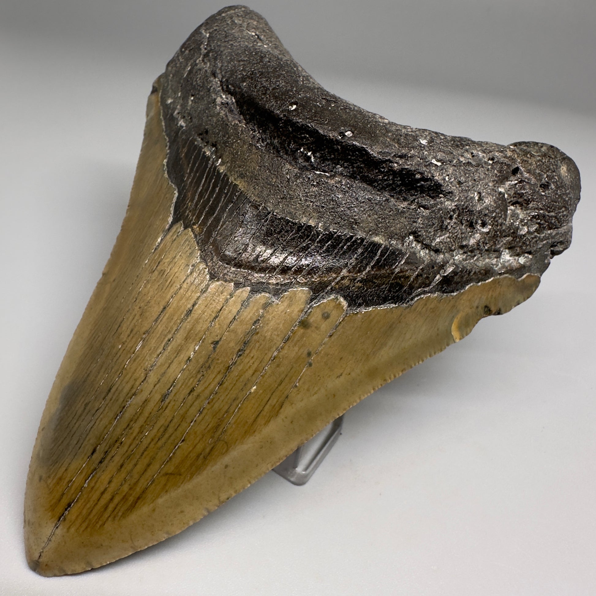 Colorful, complete 4.16" Fossil Megalodon Tooth from North Carolina CM5177 - Front Right