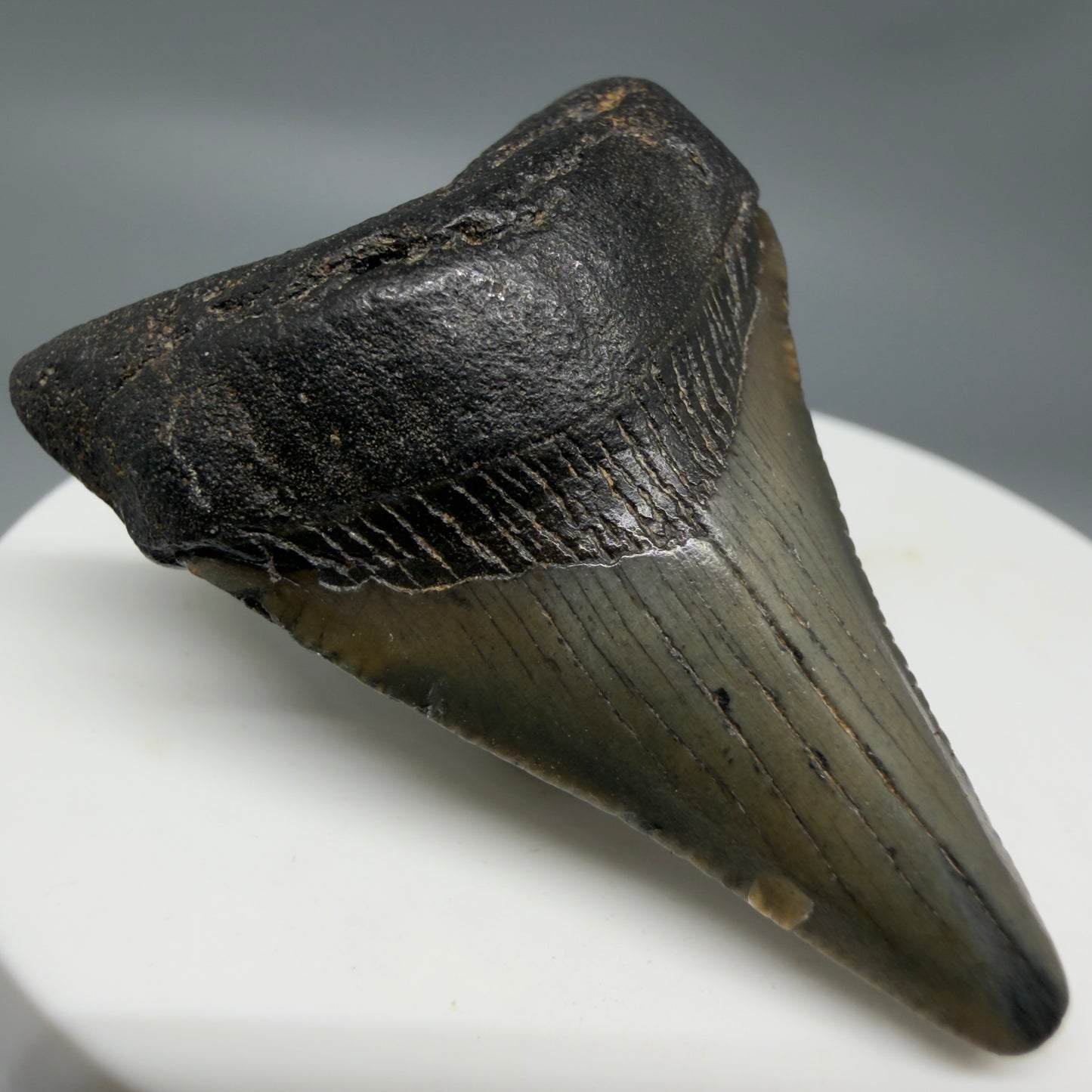 Front Left View 1.90" Colorful Fossil Megalodon Tooth – South Carolina River Find | Authentic CM6341