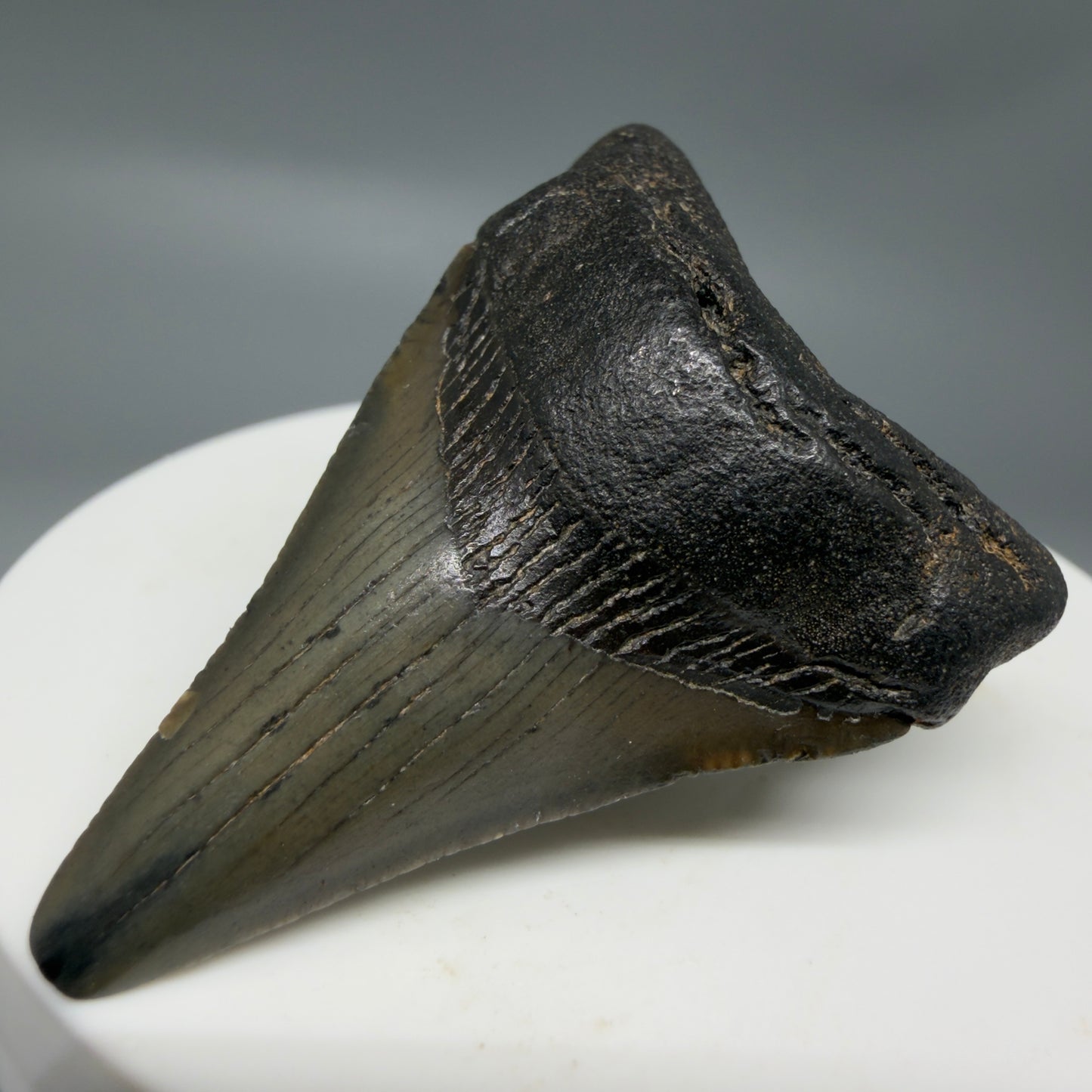Front Right View 1.90" Colorful Fossil Megalodon Tooth – South Carolina River Find | Authentic CM6341