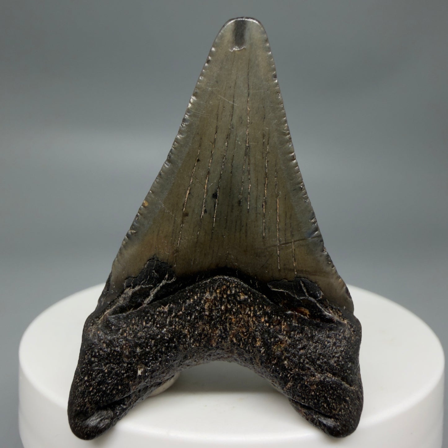 Back View 1.90" Colorful Fossil Megalodon Tooth – South Carolina River Find | Authentic CM6341