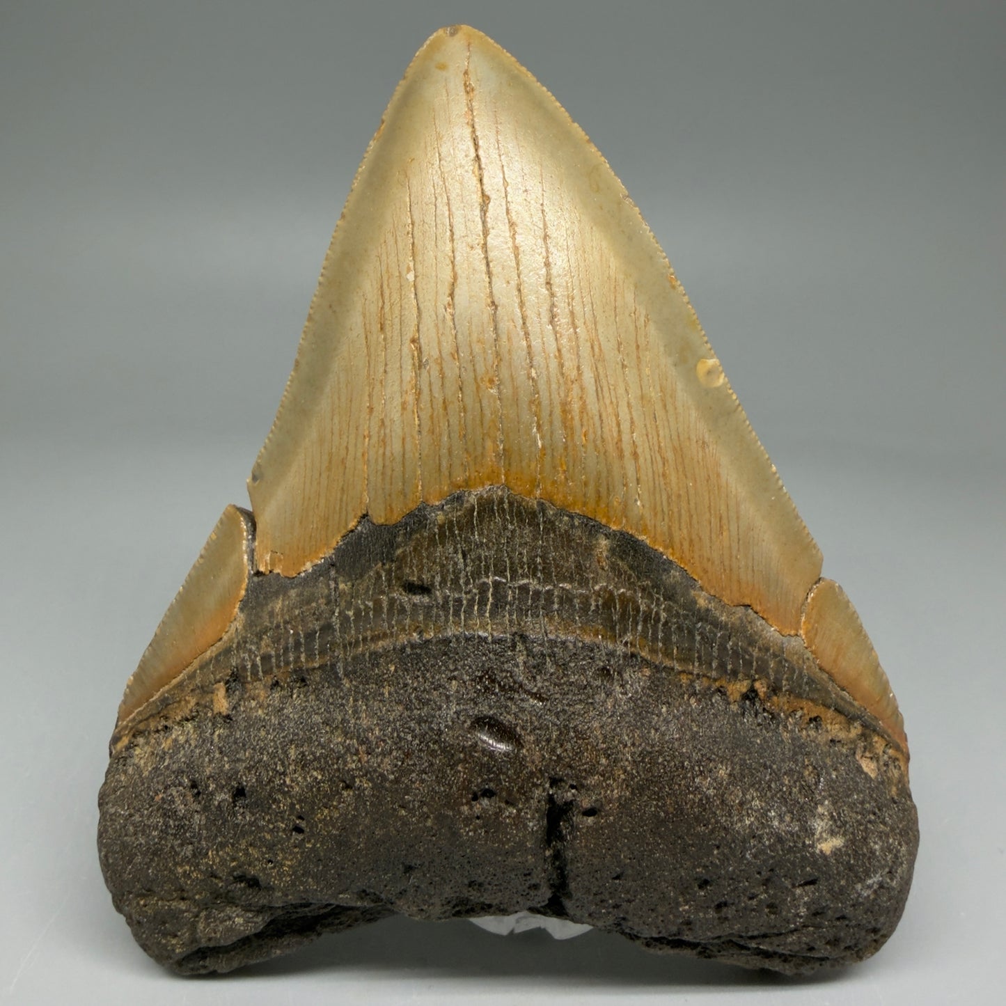 Front View Colorful 4.44" Authentic Megalodon Tooth – North Carolina Fossil | Carcharocles megalodon CM5893