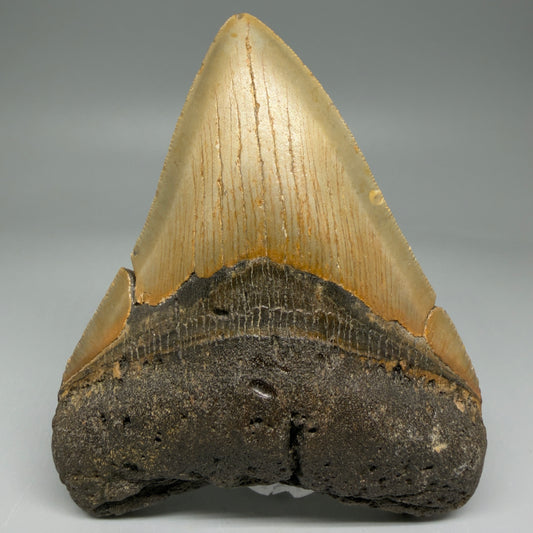Front View Colorful 4.44" Authentic Megalodon Tooth – North Carolina Fossil | Carcharocles megalodon CM5893