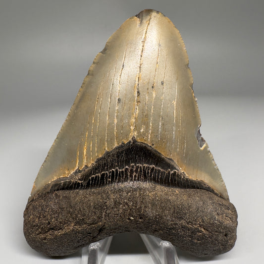 Colorful, affordable 3.95" Real Megalodon Tooth from North Carolina CM5166 - Front