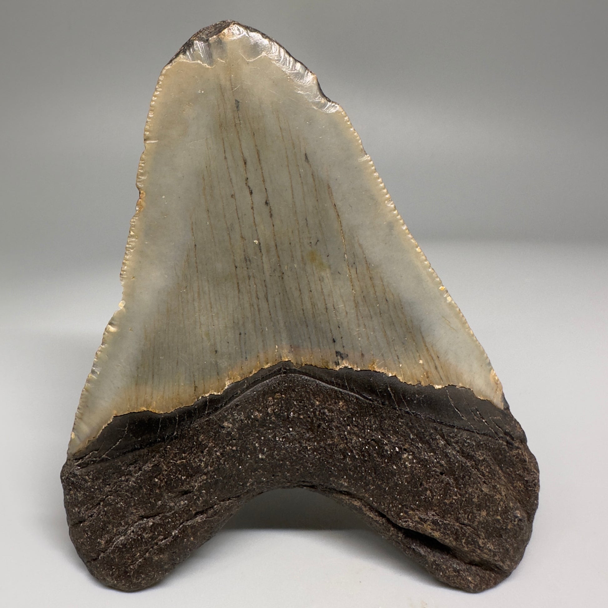 Colorful, affordable 3.95" Real Megalodon Tooth from North Carolina CM5166 - Back