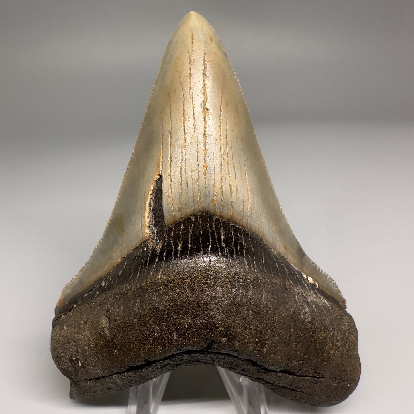 Colorful Lower 4.15" Fossil Megalodon Tooth from North Carolina CM5176 - Front