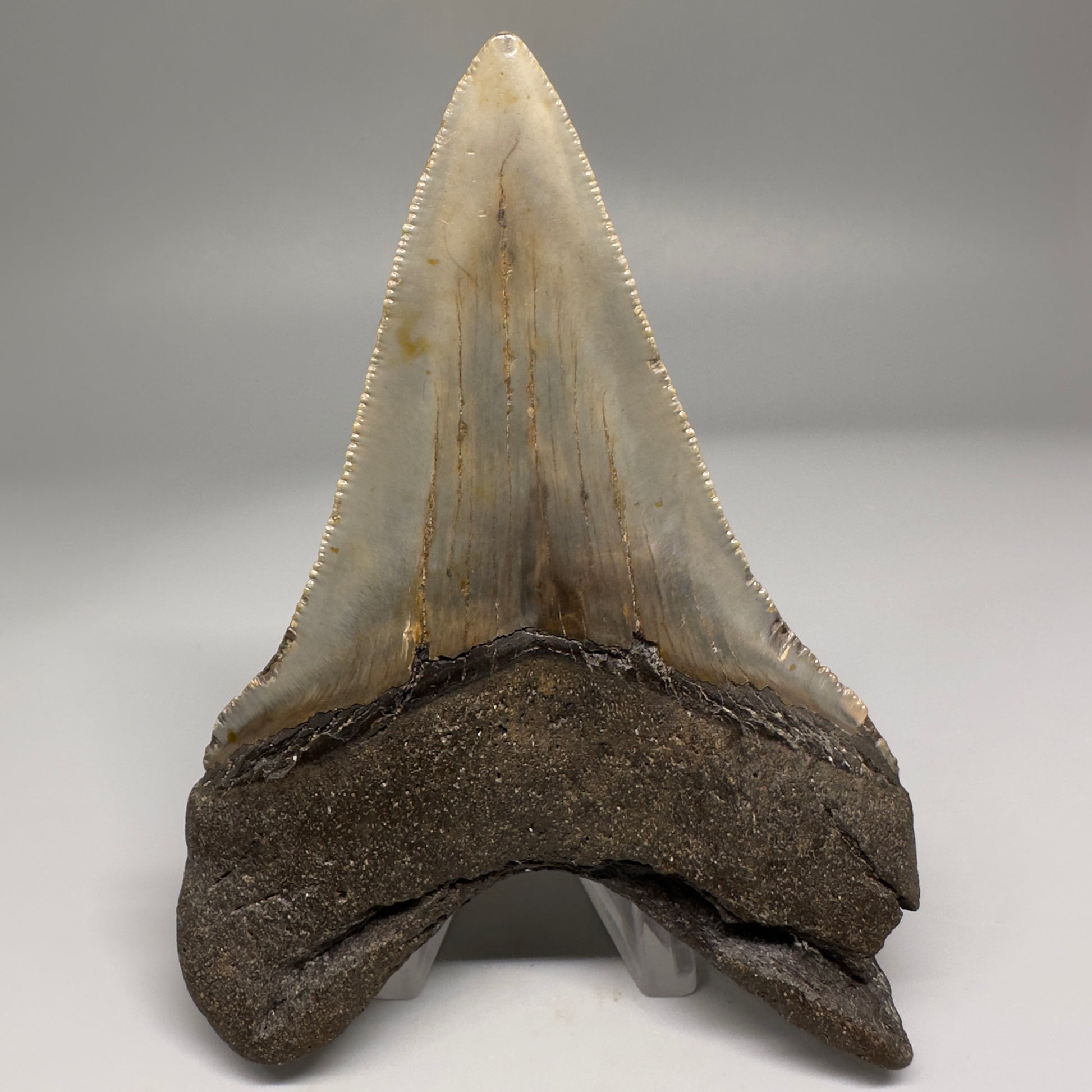 Colorful Lower 4.15" Fossil Megalodon Tooth from North Carolina CM5176 - Back 