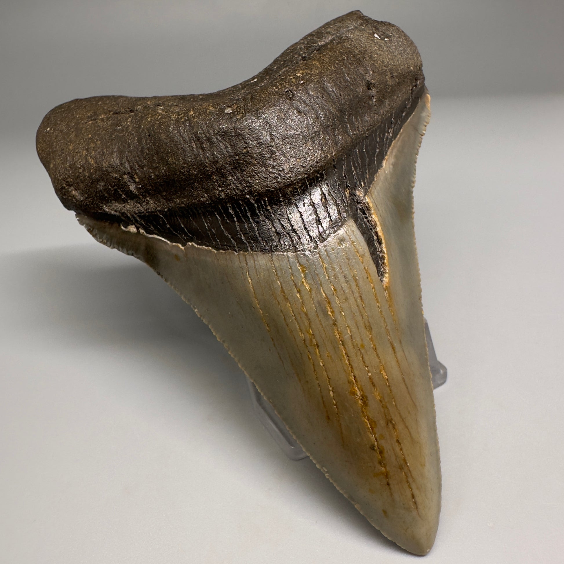 Colorful Lower 4.15" Fossil Megalodon Tooth from North Carolina CM5176 - Front Left