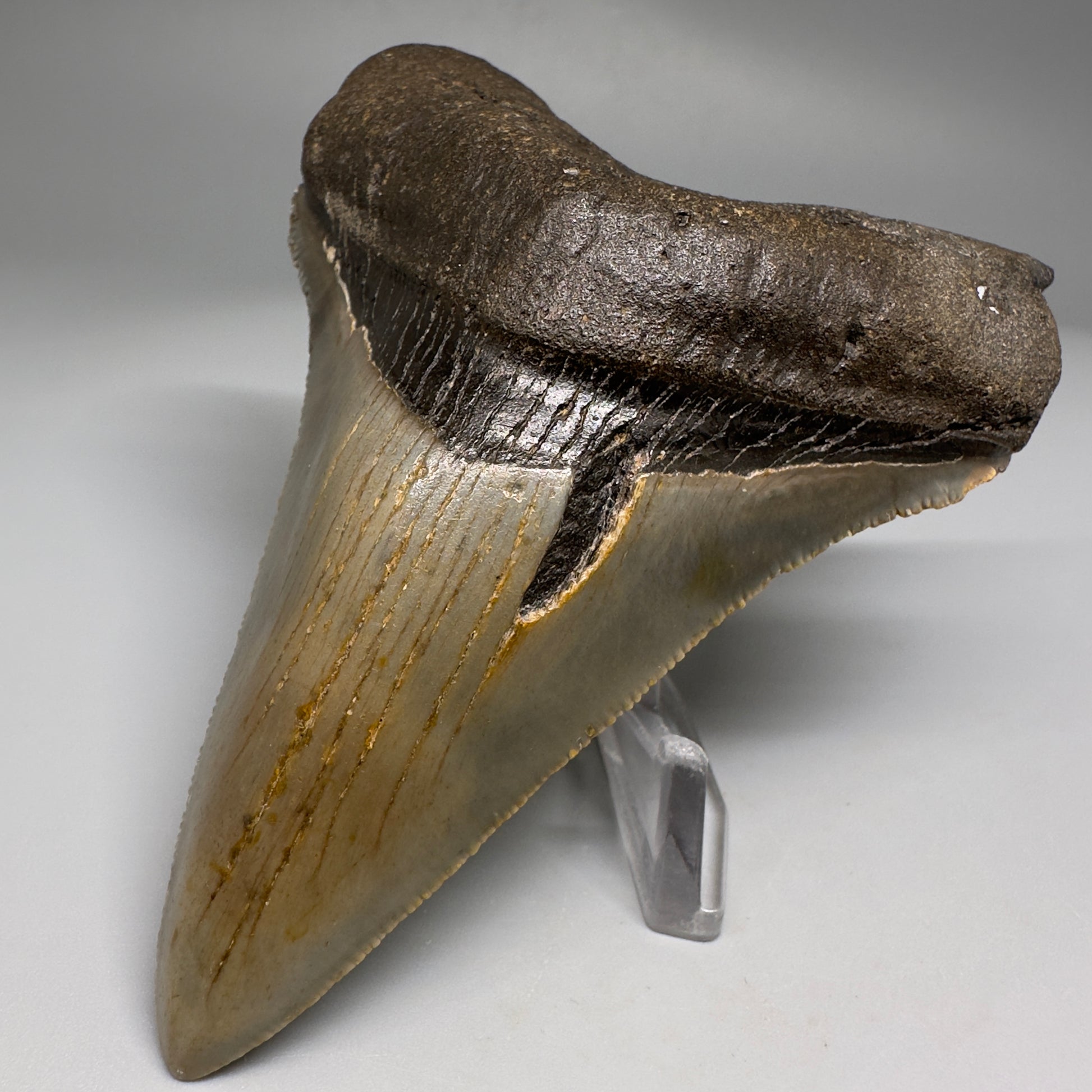 Colorful Lower 4.15" Fossil Megalodon Tooth from North Carolina CM5176 - Front Right
