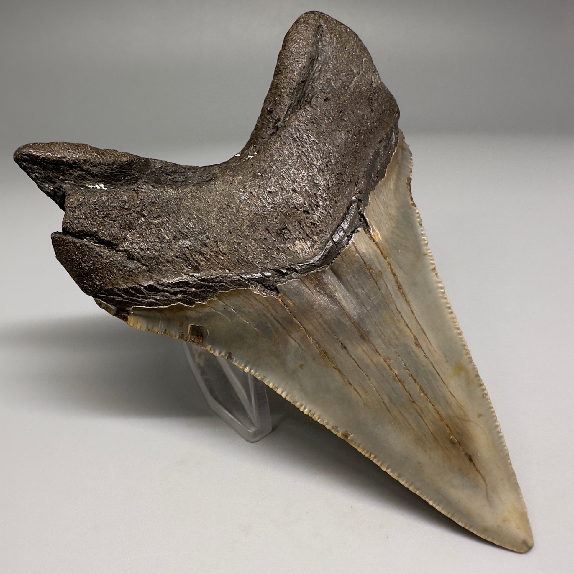 Colorful Lower 4.15" Fossil Megalodon Tooth from North Carolina CM5176 - Back Left