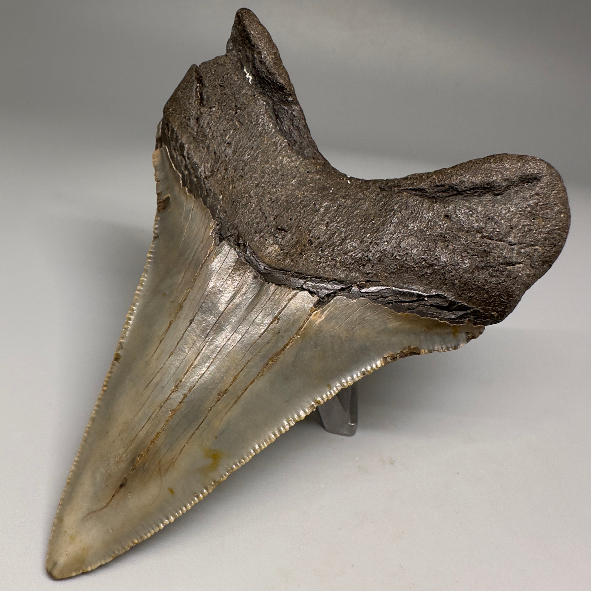Colorful Lower 4.15" Fossil Megalodon Tooth from North Carolina CM5176 - Back Right