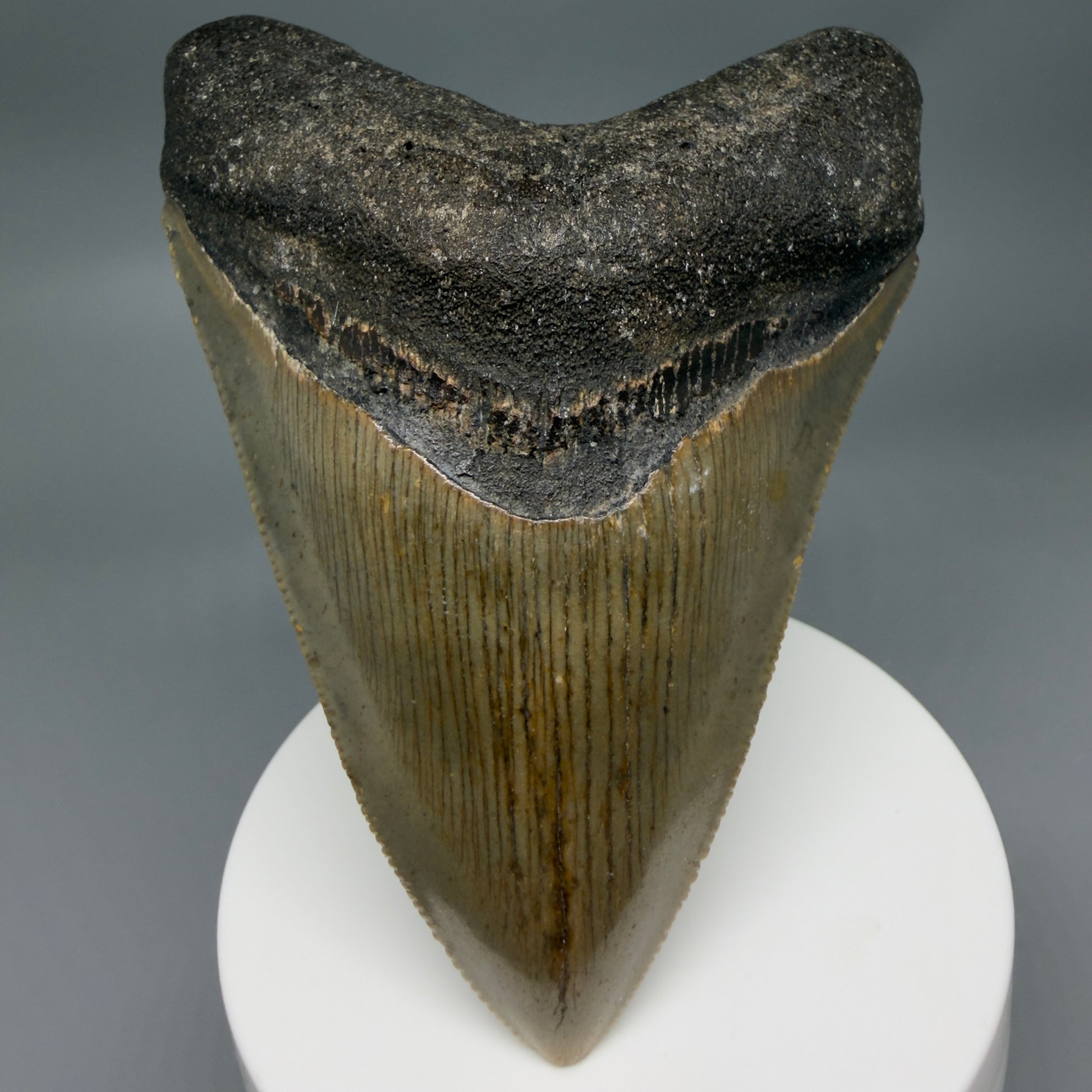 Front View Colorful 3.81" Fossil Megalodon Tooth from North Carolina - megalodonteeth.com CM6365 - 1
