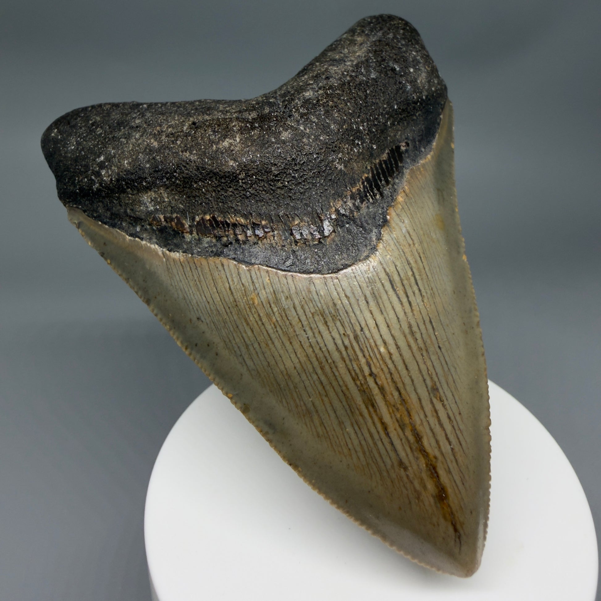 Front Left View Colorful 3.81" Fossil Megalodon Tooth from North Carolina - megalodonteeth.com CM6365