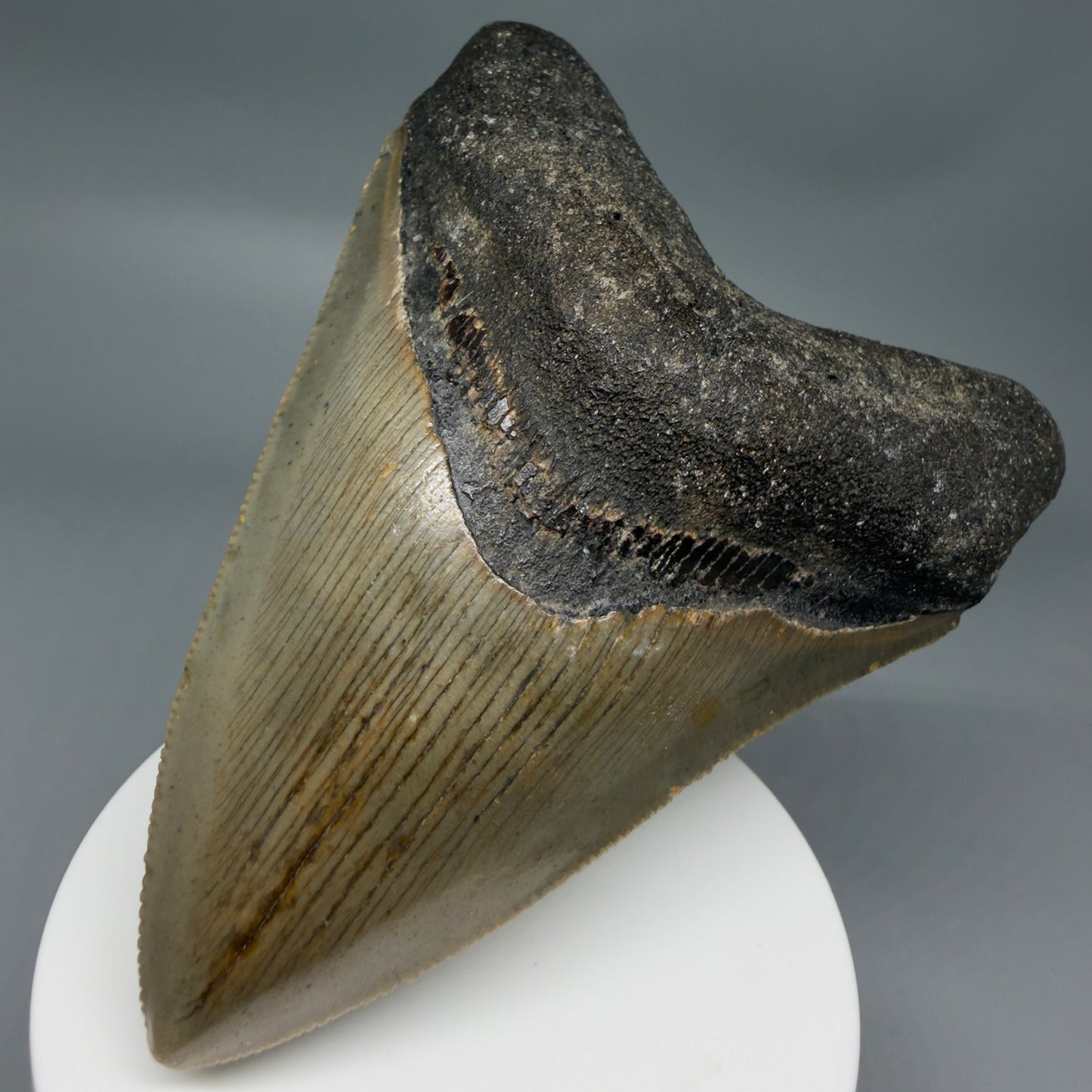 Front Right View Colorful 3.81" Fossil Megalodon Tooth from North Carolina - megalodonteeth.com CM6365