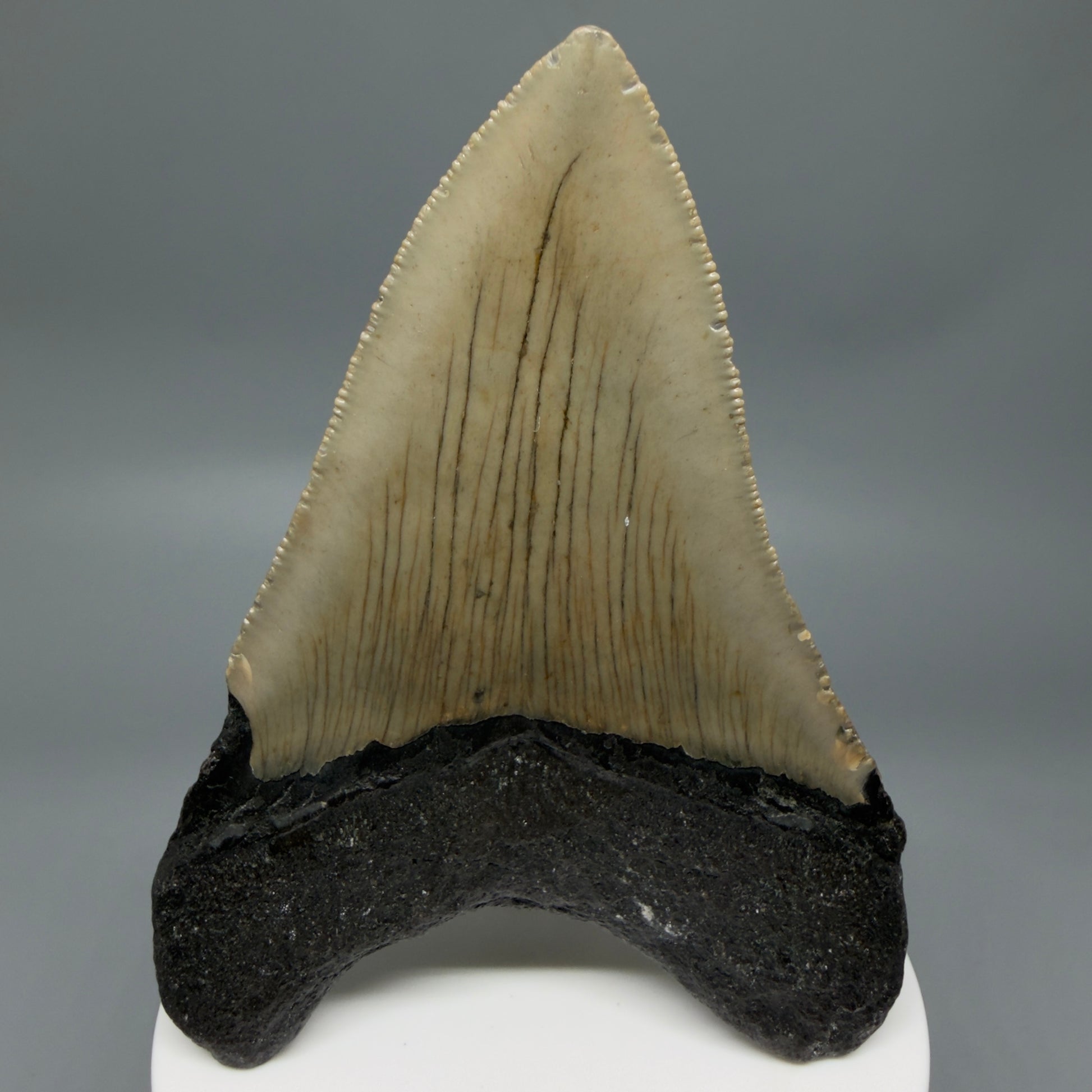 Back View Colorful 3.63" Fossil Megalodon Tooth from North Carolina - megalodonteeth.com CM6360