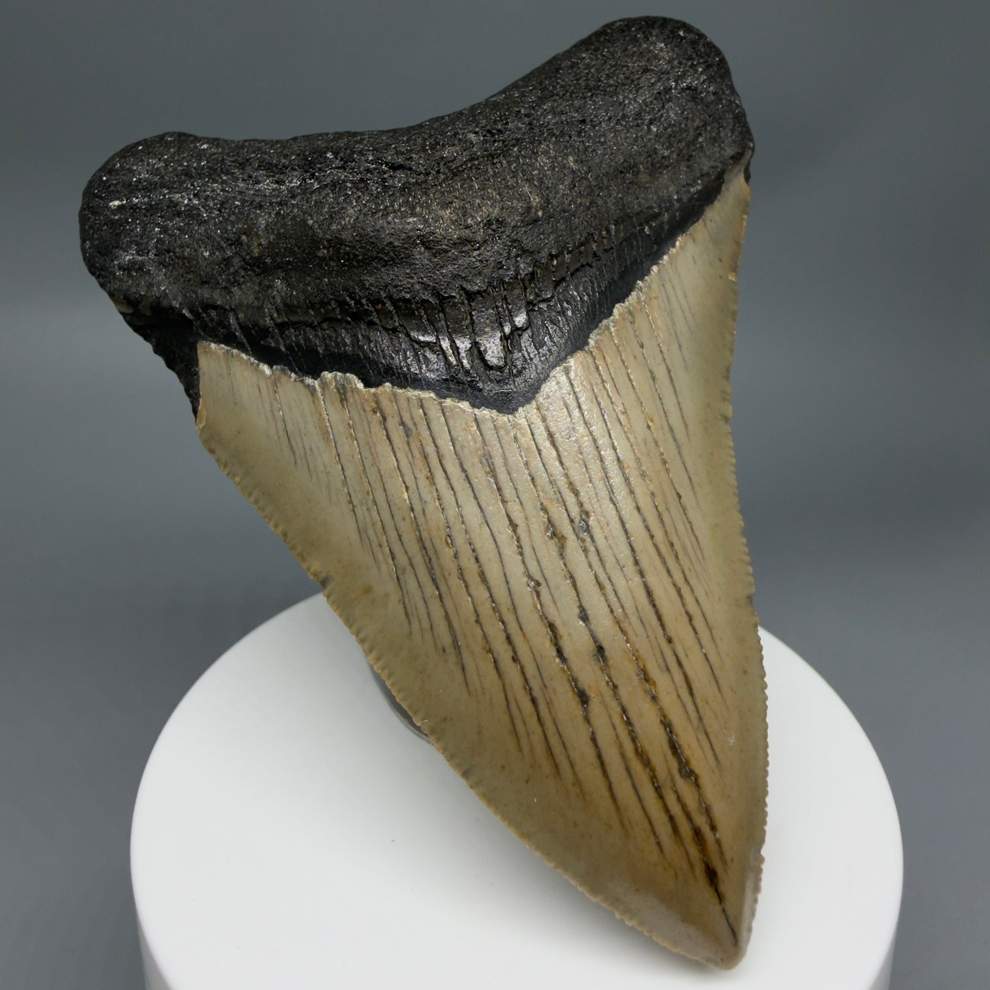 Front Left View Colorful 3.63" Fossil Megalodon Tooth from North Carolina - megalodonteeth.com CM6360