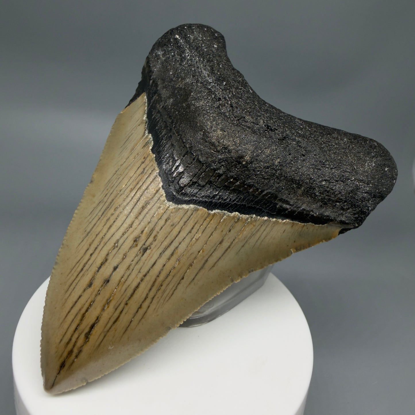 Front Right View Colorful 3.63" Fossil Megalodon Tooth from North Carolina - megalodonteeth.com CM6360