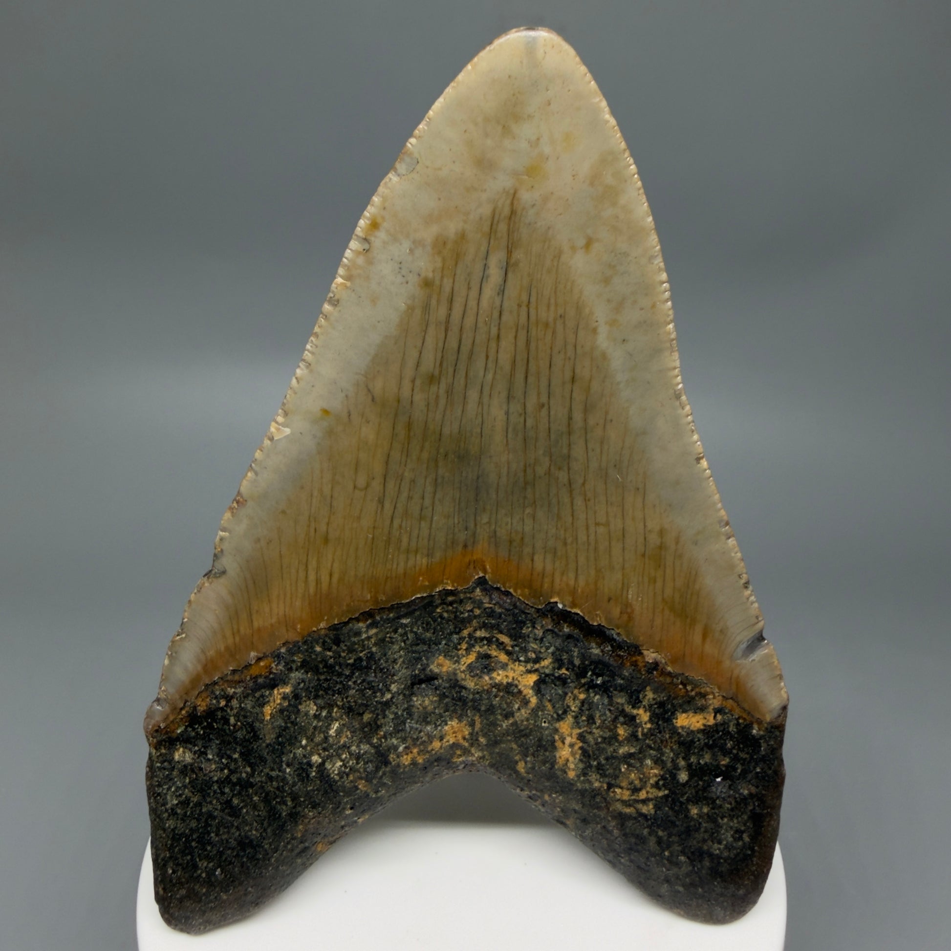 Back View Colorful 3.77" Fossil Megalodon Tooth from North Carolina - megalodonteeth.com MC6364