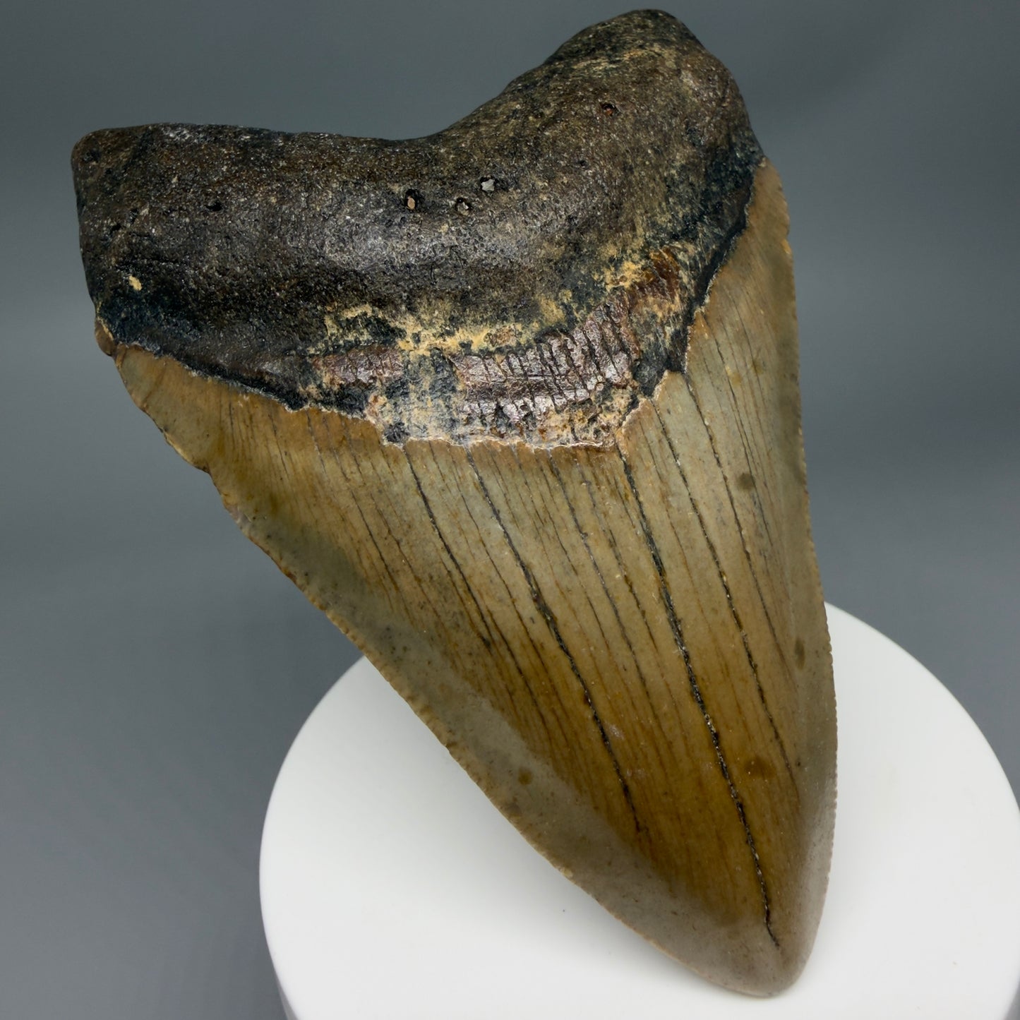 Front Left View Colorful 3.77" Fossil Megalodon Tooth from North Carolina - megalodonteeth.com MC6364