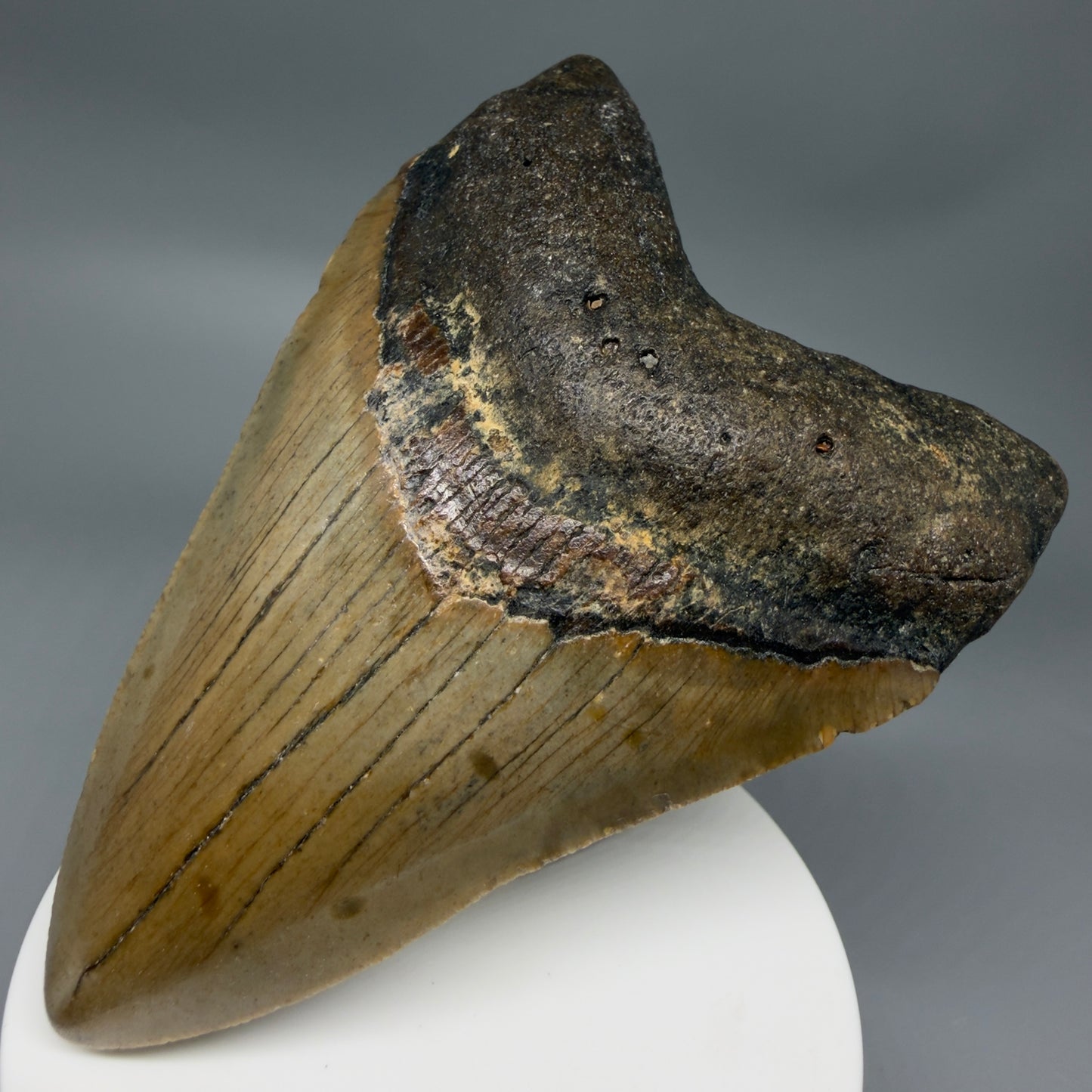 Front Right View Colorful 3.77" Fossil Megalodon Tooth from North Carolina - megalodonteeth.com MC6364