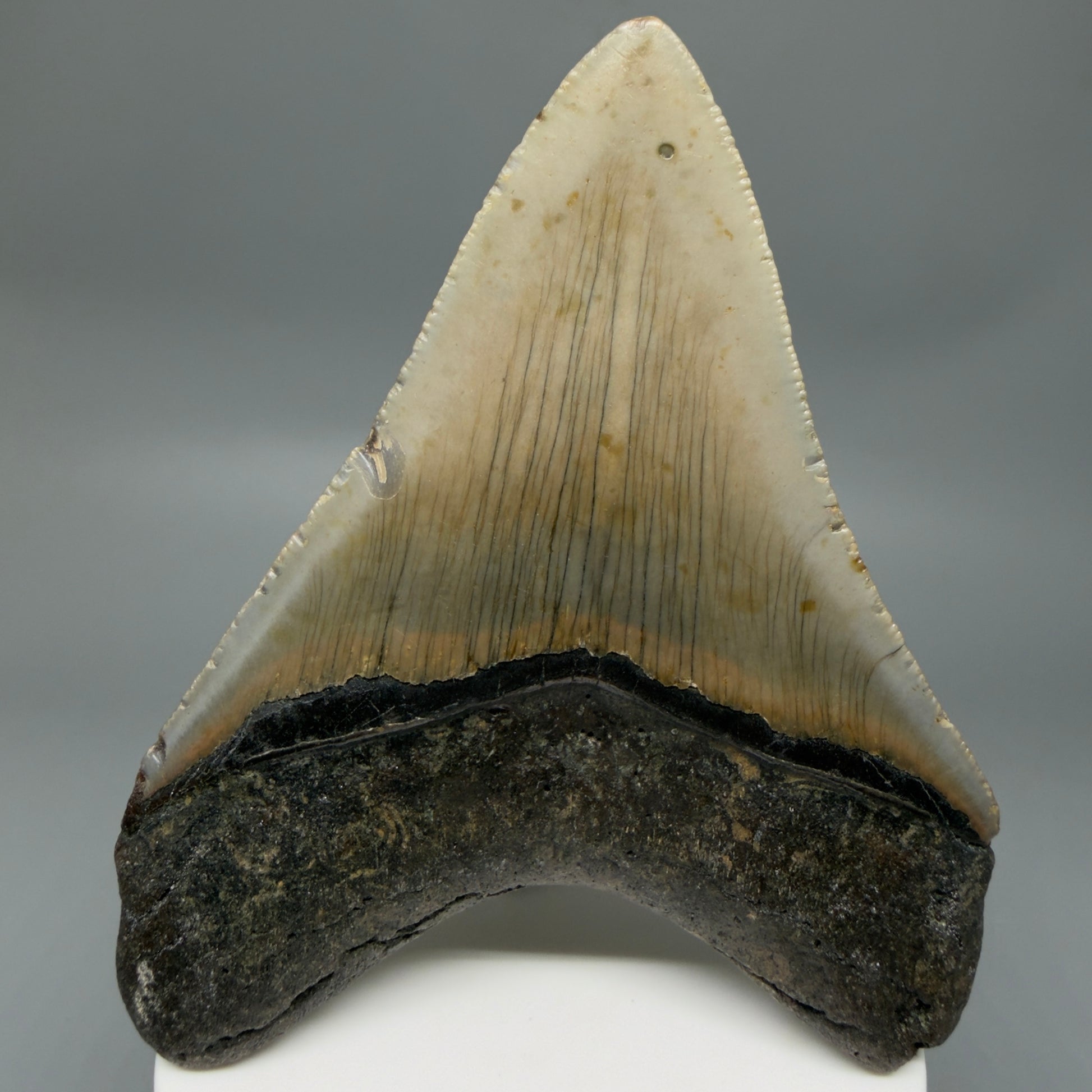 Back View Colorful 3.96" Fossil Megalodon Tooth from North Carolina - megalodonteeth.com CM6366