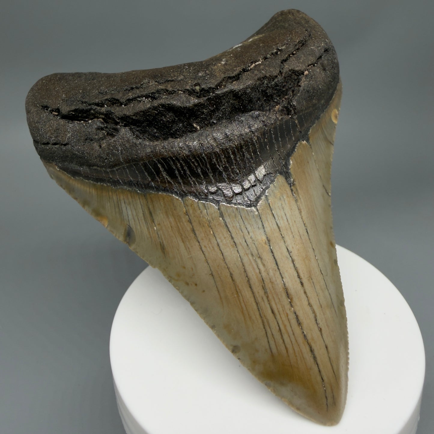 Front Left View Colorful 3.96" Fossil Megalodon Tooth from North Carolina - megalodonteeth.com CM6366