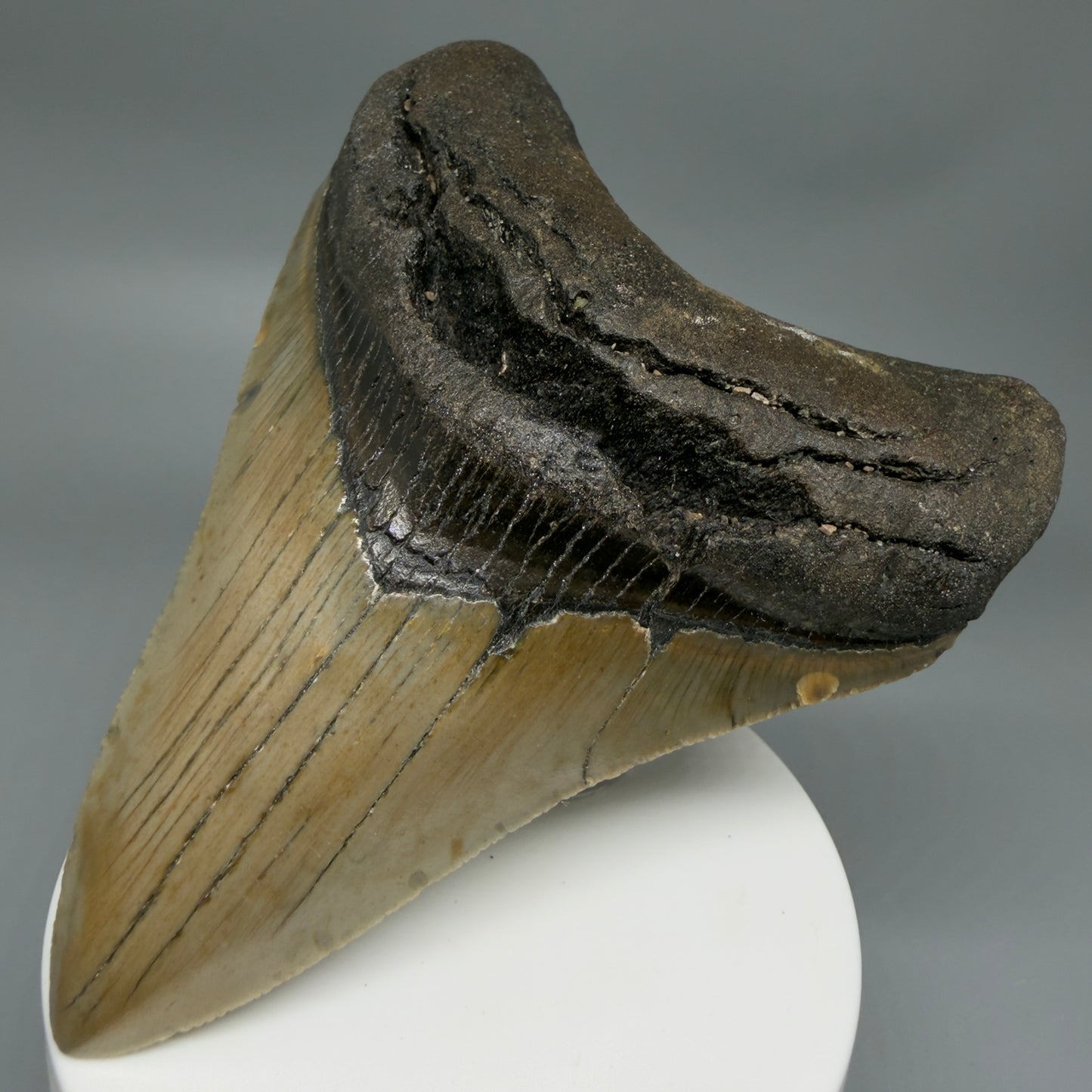 Front Right View Colorful 3.96" Fossil Megalodon Tooth from North Carolina - megalodonteeth.com CM6366