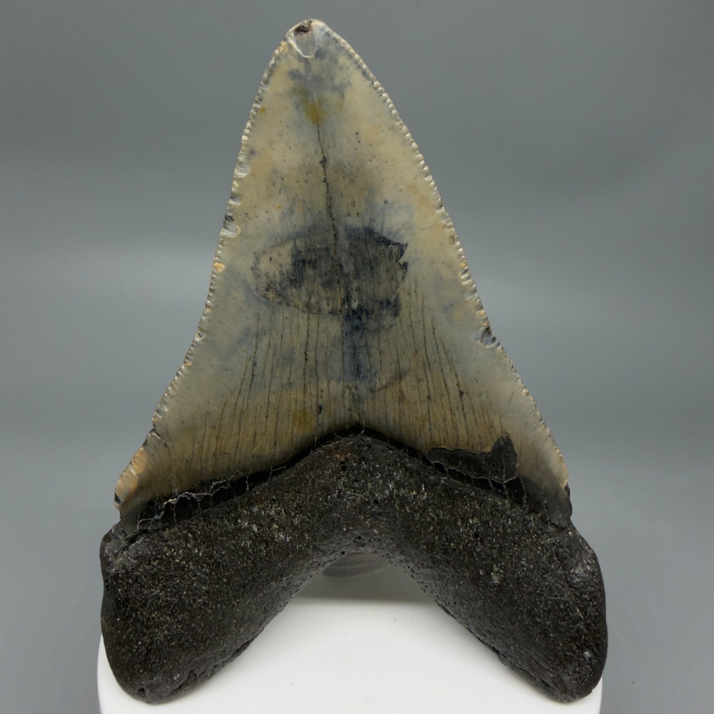 Back View Colorful 3.59" Fossil Megalodon Tooth from North Carolina - megalodonteeth.com CM6358
