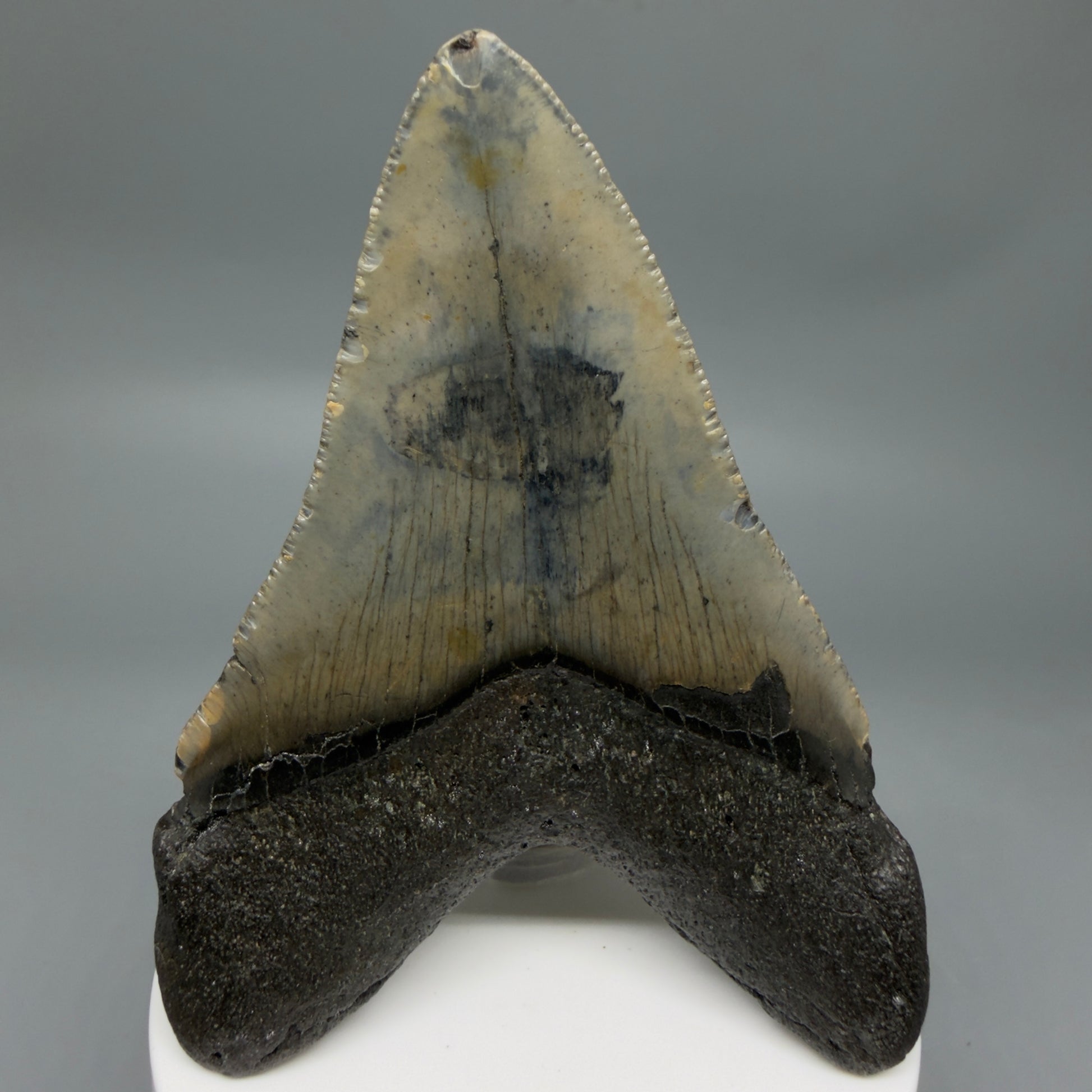 Back View Colorful 3.59" Fossil Megalodon Tooth from North Carolina - megalodonteeth.com CM6358