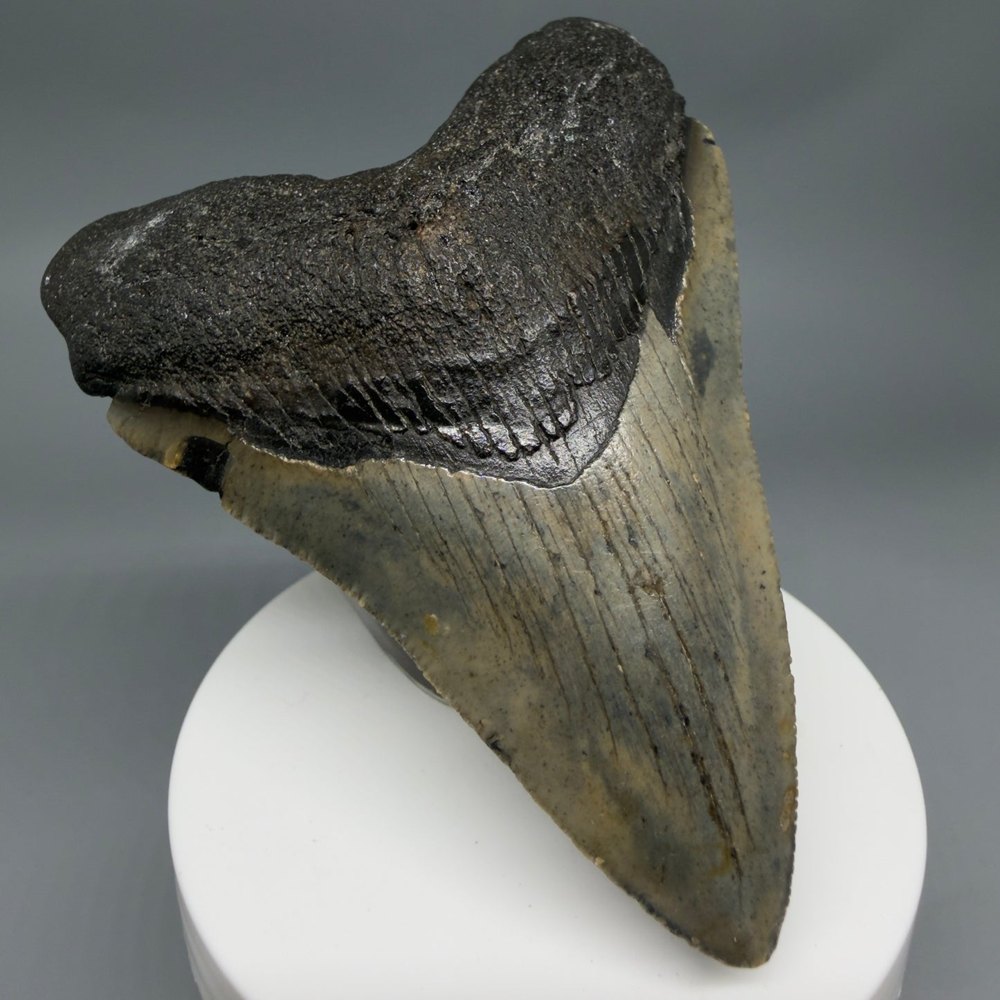 Front Left View Colorful 3.59" Fossil Megalodon Tooth from North Carolina - megalodonteeth.com CM6358