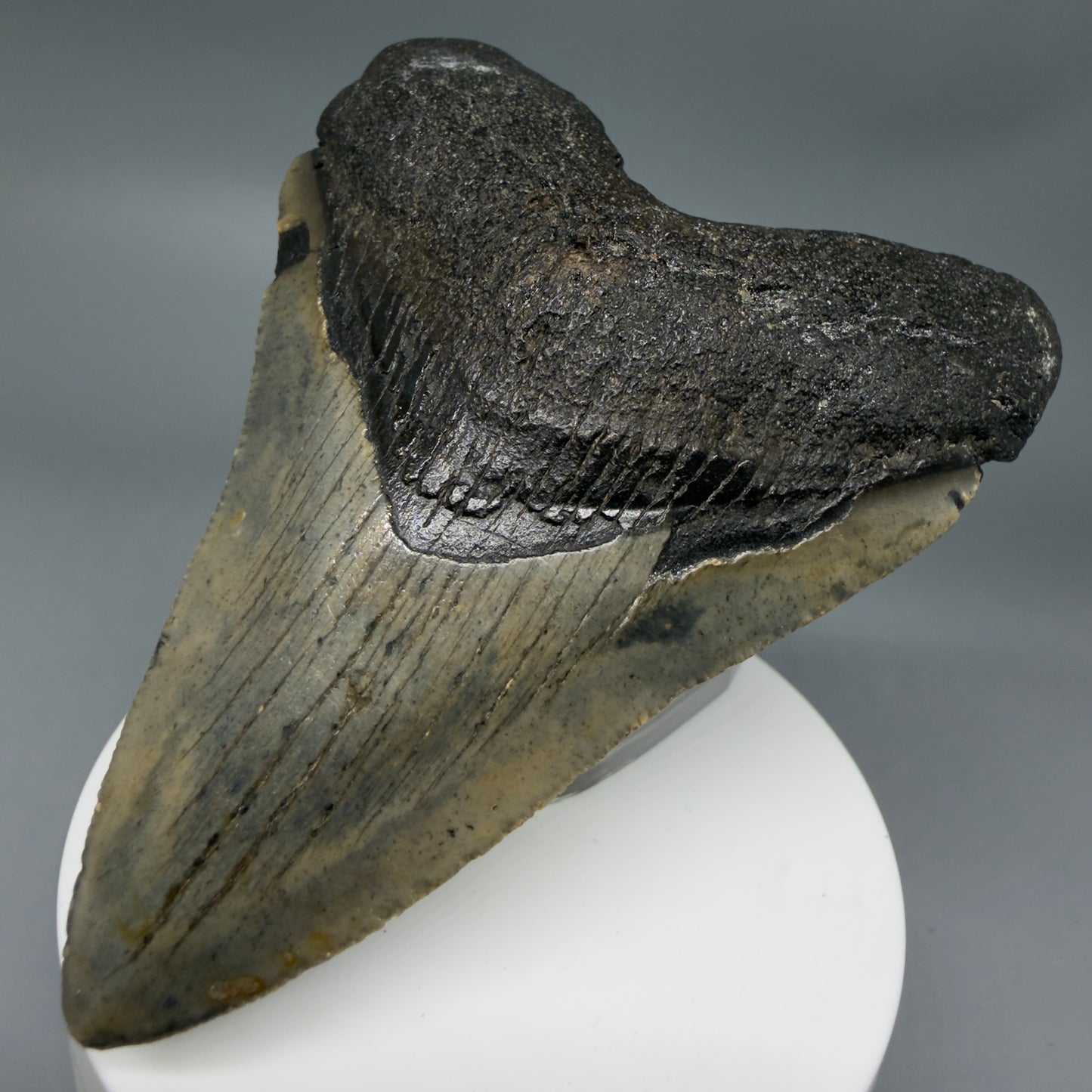 Front Right View Colorful 3.59" Fossil Megalodon Tooth from North Carolina - megalodonteeth.com CM6358