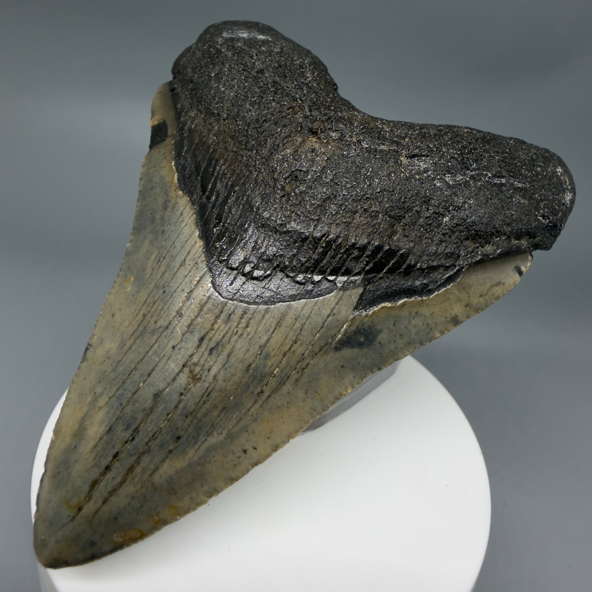 Front Right View Colorful 3.59" Fossil Megalodon Tooth from North Carolina - megalodonteeth.com CM6358
