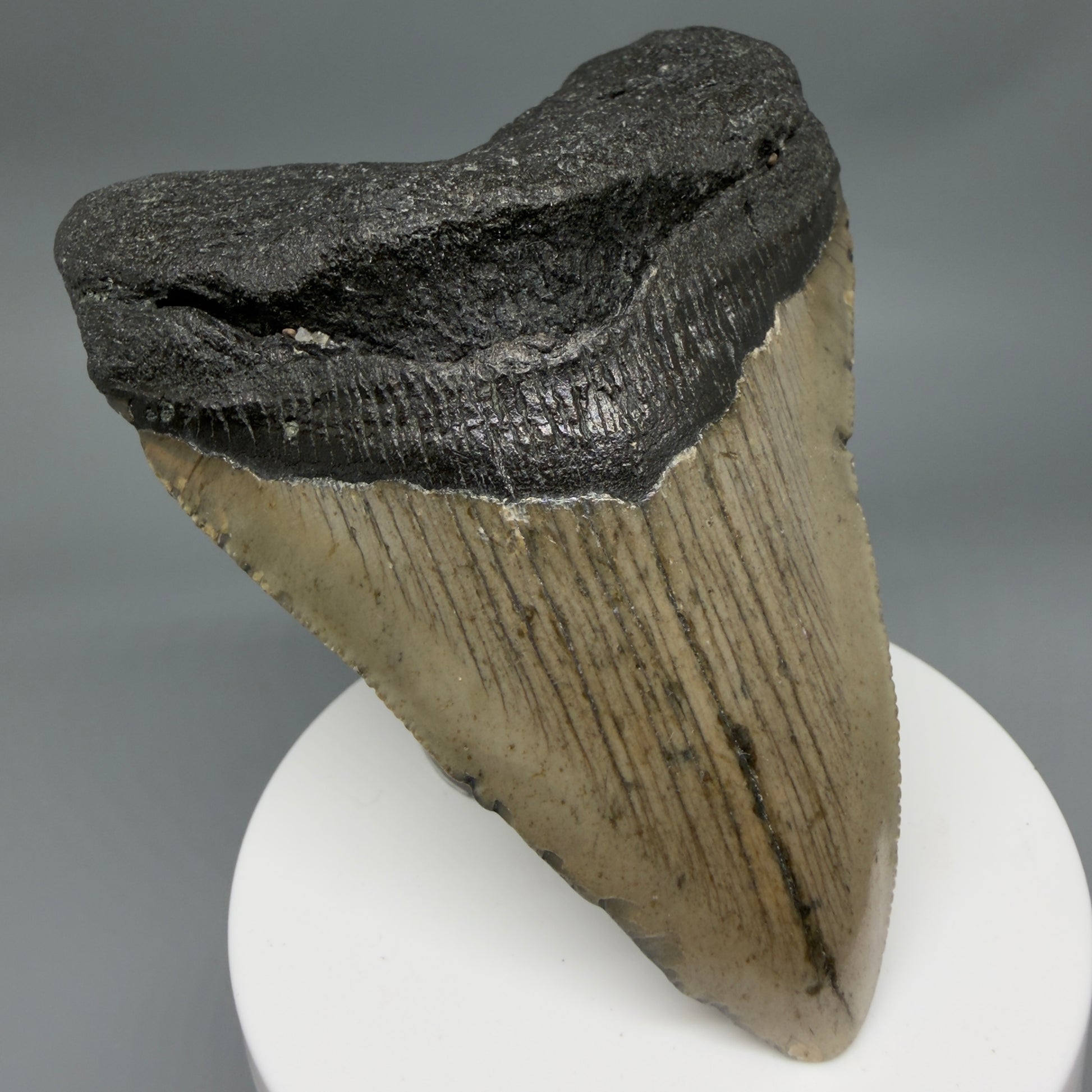 Front Left View Colorful 3.65" Fossil Megalodon Tooth from North Carolina - megalodonteeth.com CM6361