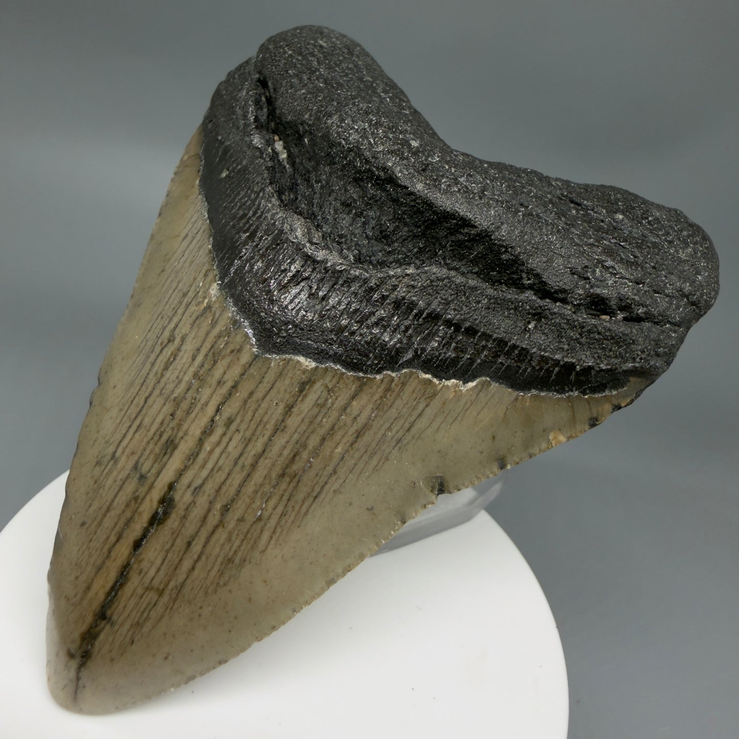 Front Right View Colorful 3.65" Fossil Megalodon Tooth from North Carolina - megalodonteeth.com CM6361