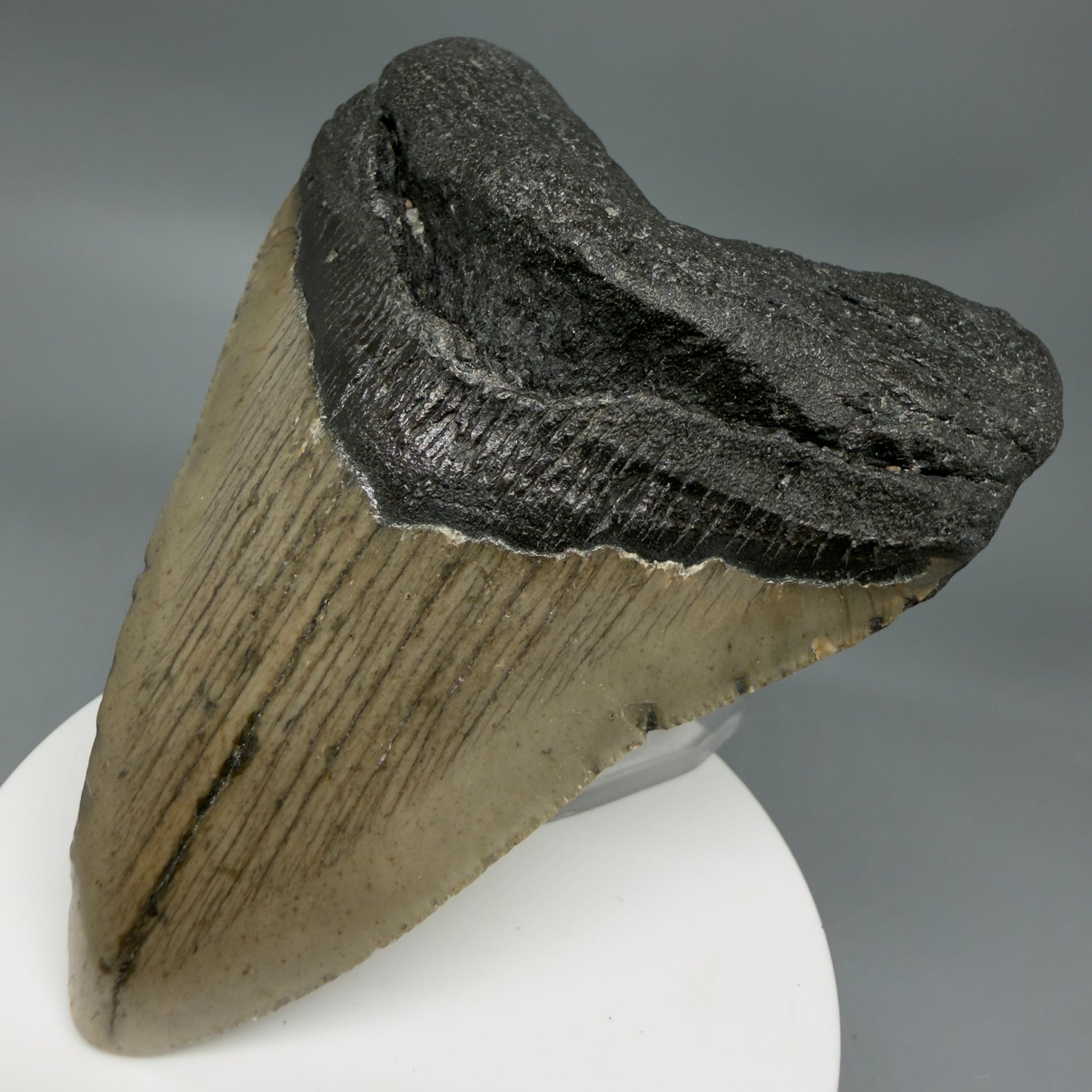 Front Right View Colorful 3.65" Fossil Megalodon Tooth from North Carolina - megalodonteeth.com CM6361
