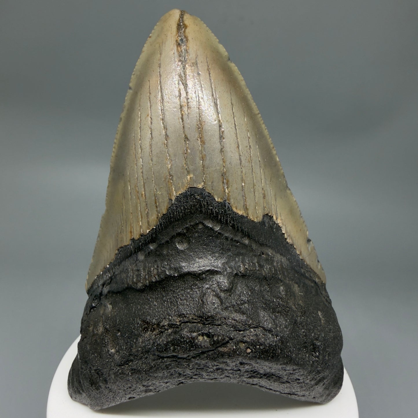 Colorful 3.70" Fossil Megalodon Tooth from North Carolina - megalodonteeth.com